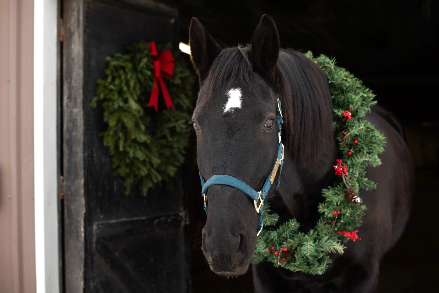 Wishing all of our friends and Tuff family a very happy holiday season! 💙💛
📸: @char.hodgson | Our handsome Dude!
@rcmpgrcpolice #tufftherapeuticridingfoundation #tufftherapeuticriding #retiredmusicalridehorse #happyholidays