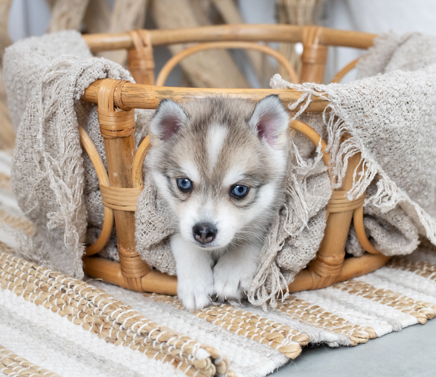 Beißhemmung: Kontrolle statt Chaos 🦷🧠
Welpen erkunden mit dem Maul – das ist normal. Beißhemmung bedeutet: Das Gehirn lernt, den Impuls zu steuern (Frontallappen/Impulskontrolle ist noch in Entwicklung).
Wir üben deshalb klare, ruhige Grenzen: wenn Zähne an Haut → Spiel sofort stoppen, kurz Pause, dann Alternativen anbieten (Kauartikel/Spielzeug).
So verknüpft das Nervensystem: „Sanft = Spiel geht weiter“, „zu wild = Stopp“. Konsequenz ist hier wichtiger als Strenge. 🐾 #pomsky #pomskysofinstagram #pomskyvanessa #pomskypuppy #pomskylife