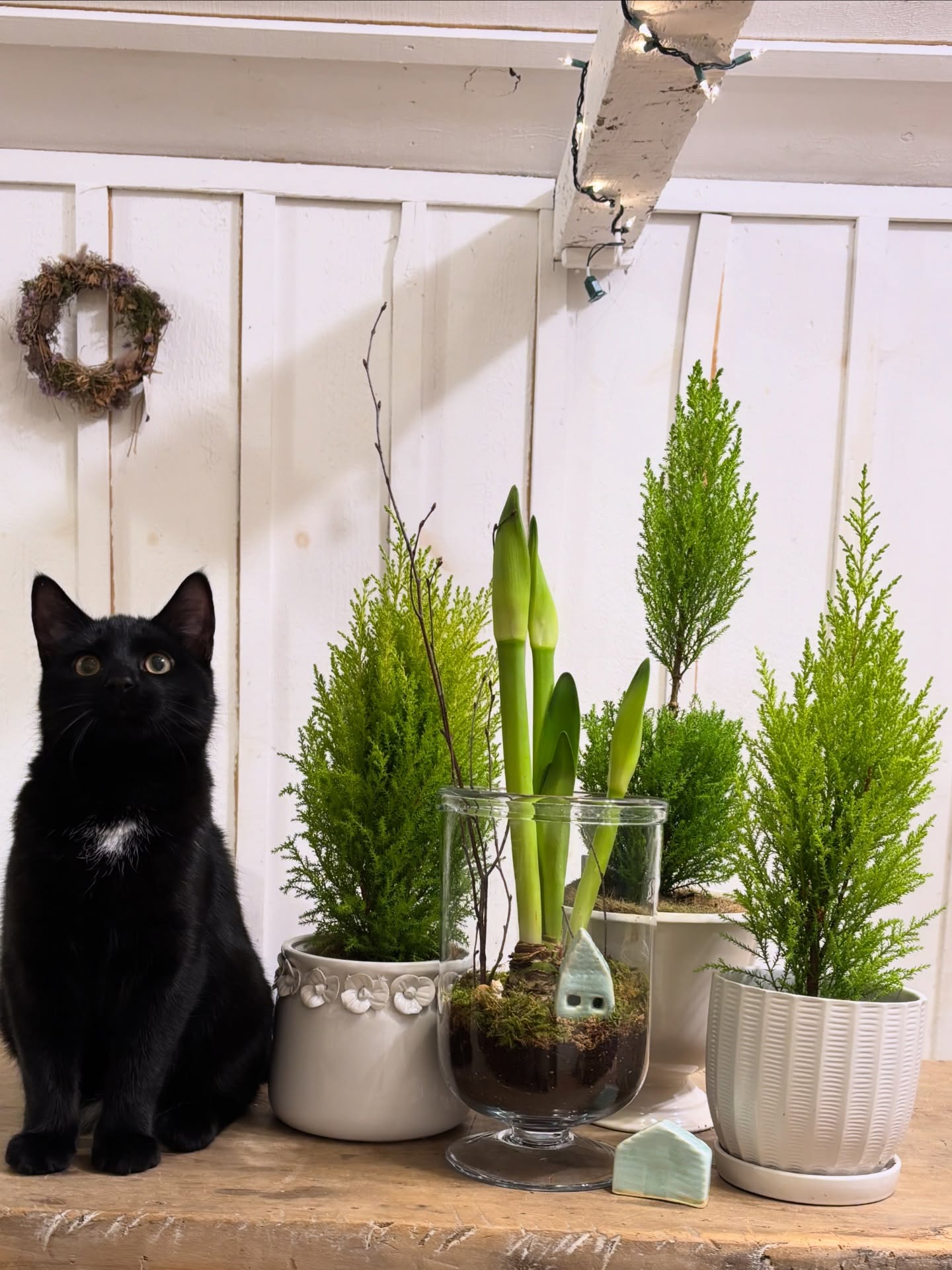 My favorite post holiday way to keep the merry, Winter bloomers, of course!
And, kitties, always kitties.
A few Amaryllis (white flower) are left if you need to breathe life into your home as well as some fragrant, Lemon Cypress!
Super sweet ceramic house compliments of @mossytrailceramics
