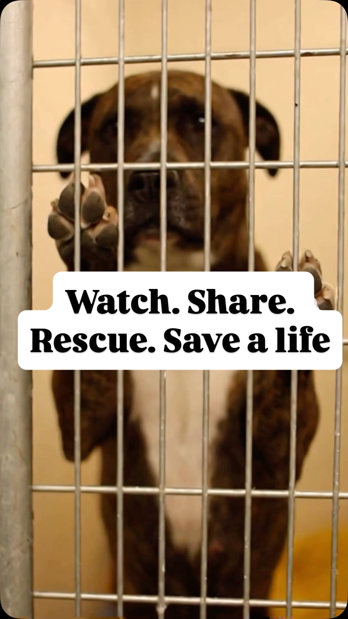 I often think about what Finn’s life was like before he found me. All I know is that he was found on the streets and taken to a shelter, where a rescue stepped in. Then I adopted him.
It’s hard to imagine Finn out there alone and scared, because all I’ve ever known is him safe with me.
But now I can hold the whole story, beginning to end, and I hope it encourages even one person to rescue their next dog.
#dogs #rescuedog #adopt