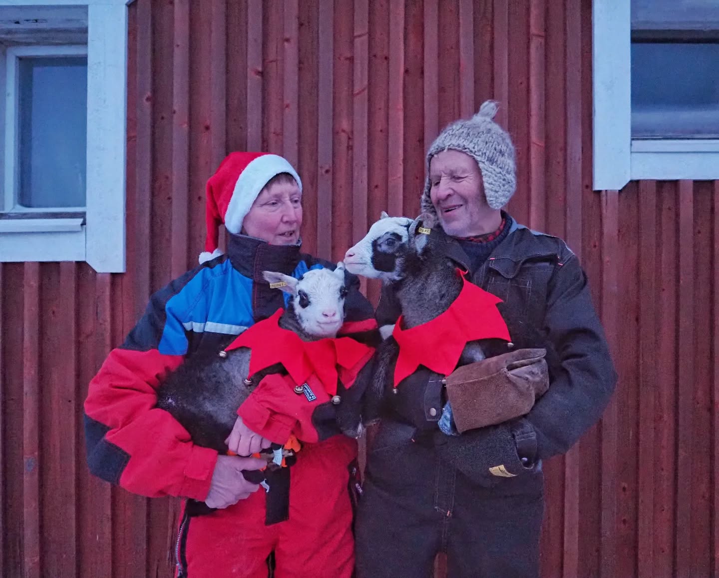 Hyvää joulua Puustilasta!
Tämä joulu on poikkeuksellisen vähäluminen, mutta sitäkin enemmän olemme saaneet yllätyskaritsoita, kuten nämä kaksi kuvassa. Yhdet karitsat syntyivät viime yönä.
Merry Christmas from Puustila!
This Christmas we have exceptionally little snow and exceptionally many surprise lambs, like these two in the photo. The latest ones were born last night.
#farmlife #farmchristmas #kainuunharmas #lambs #puustilanmaisematila