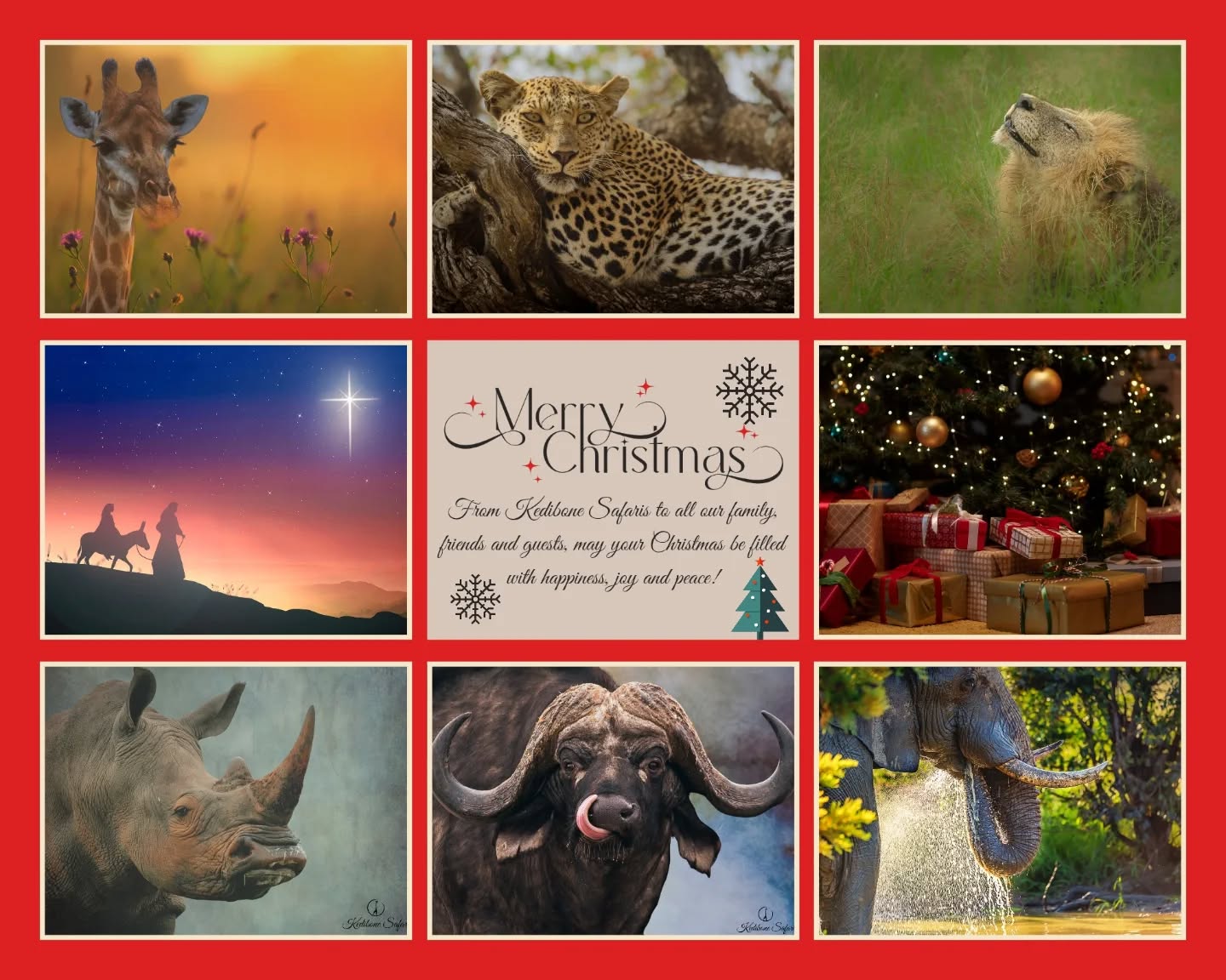 Dear Friends, Kruger Friends, Family, and Guides,
On behalf of Kedibone Safaris, I would like to wish you a very special Merry Christmas. We are so grateful for your continued support and for being a part of our extended Kruger family. May your day be filled with joy, peace, and the spirit of the bush.
John 1:29 NIV
The next day John saw Jesus coming toward him and said, βLook, the Lamb of God, who takes away the sin of the world!
Merry Christmas to you all! π
π
#merrychristmas #kedibonesafarifamily #grateful #love #jesuschrist #joy