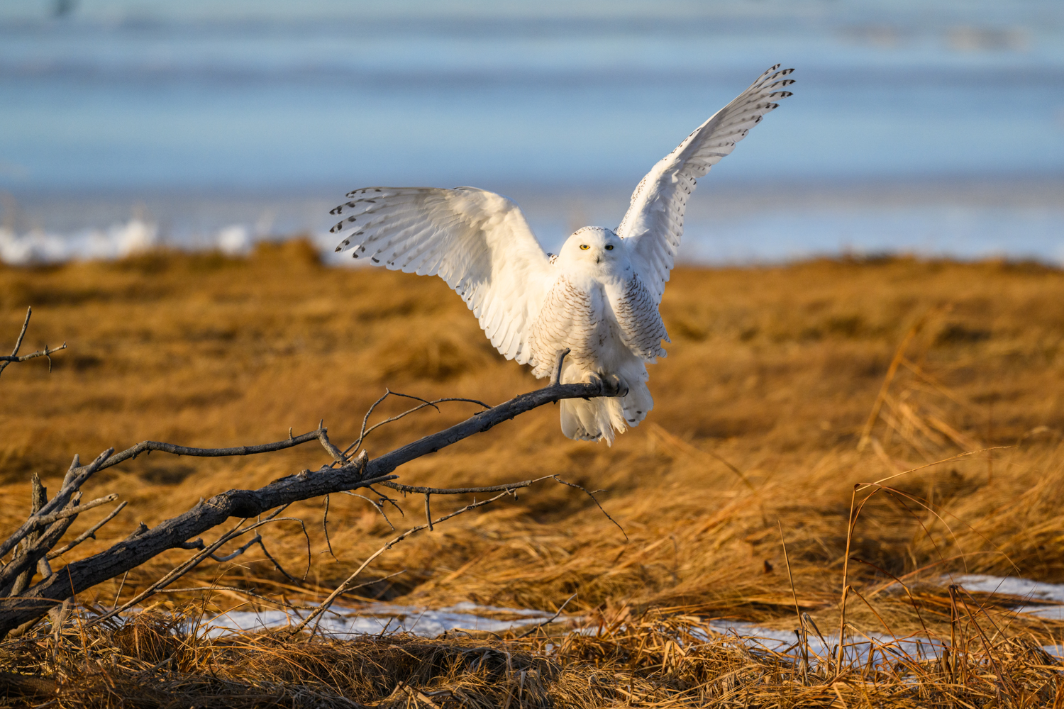 Over the past few weeks, I have spent time reviewing images stored on my hard drives while selecting images to be used for a couple of online presentations I was producing. As always, I found many images that fill me with an overwhelming sense of gratitude. What a beautiful, fascinating world we live in! Every day, we are surrounded by the beauty and details of landscapes, urban scenes, rural life, culture, people, wildlife, and the constant wonders of nature. Beauty exists, always. A sense of beauty exists in all things, always. It is a joy to photograph beautiful aspects of the world, but it is our responsibility to stop and not only see that beauty, but also appreciate it. While sorting images for a presentation on photographing in cold weather, I stopped on a sequence of images I captured of this snowy owl landing on a piece of driftwood right in front of me. What good fortune for me! What a truly beautiful bird! What a beautiful, wondrous moment! Sometimes, too often, we rush forward with hopes of success and then rush to finalize our results without spending enough time reveling in the beauty of the subject or moment. I certainly did with this image that I have never shared. I captured this image, edited it to my liking, and moved on to the next moment. Shame on me. In my heart, I know I appreciate every creative and personal opportunity I experience, but this image reminds me to slow down and reflect on how wondrous the world is even more. Sounds like a good resolution for the new year.
Photograph What You Feel
Nikon Z9
Nikon 500mm f4 with FTZ Adaptor
ISO: 1000
APT: f5.6
EXP: 1/3200th of a Second on a Gitzo tripod with RRS BH55 Ballhead
.
#photographwhatyoufeel #snowyowl #owllover #owllovers #massachusetts