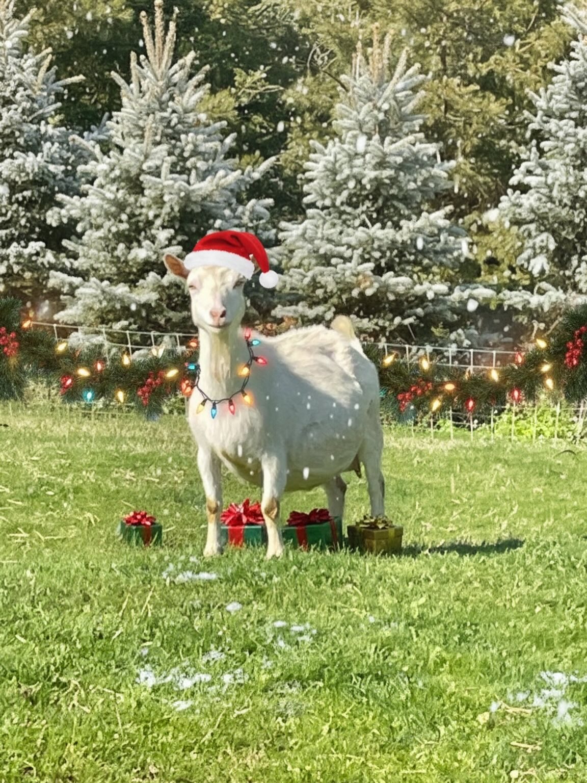 Merry Christmas from all of us to you and your family. May you have a wonderful day with your loved ones.