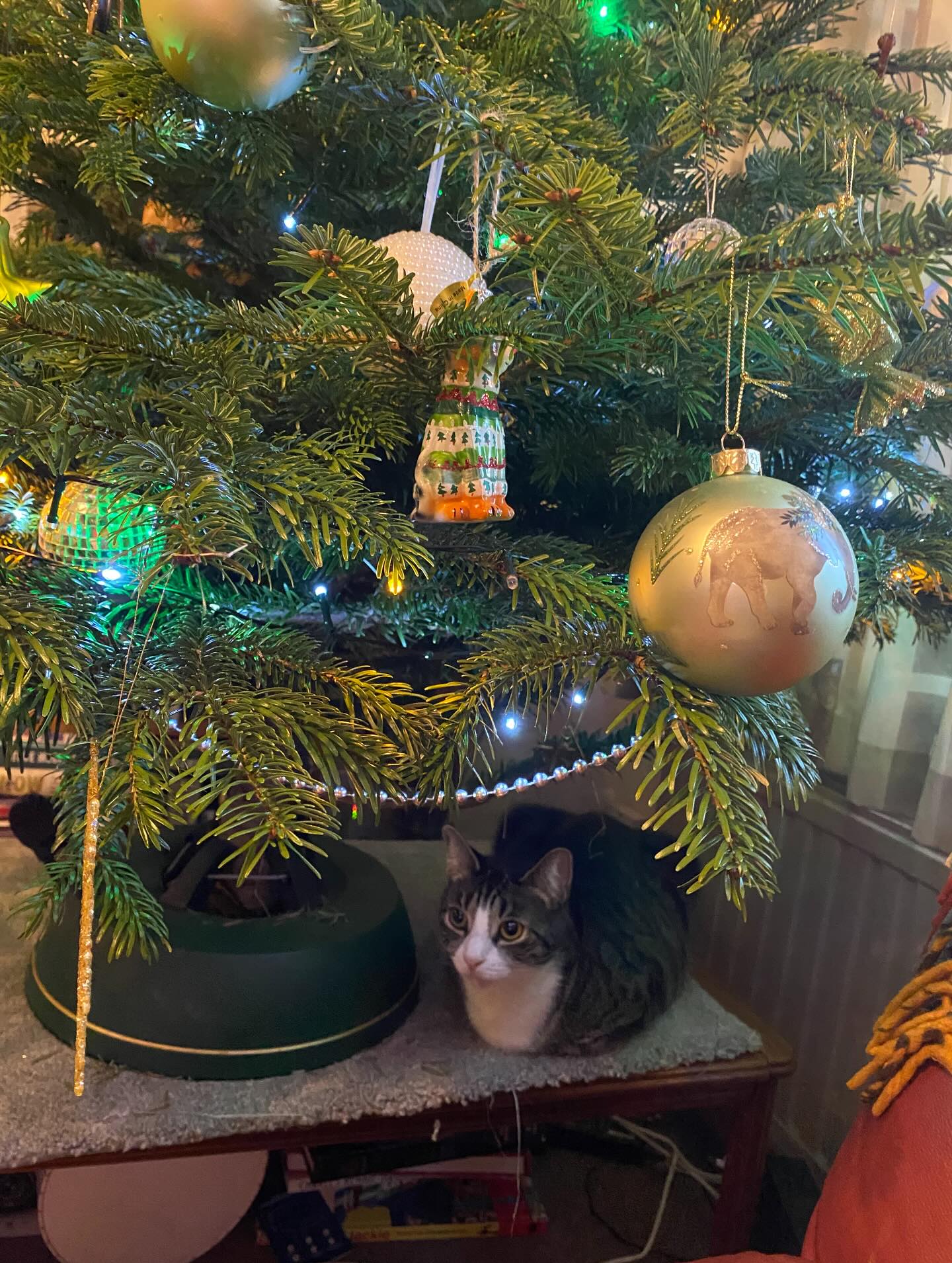 Happy New Year 🎄✨