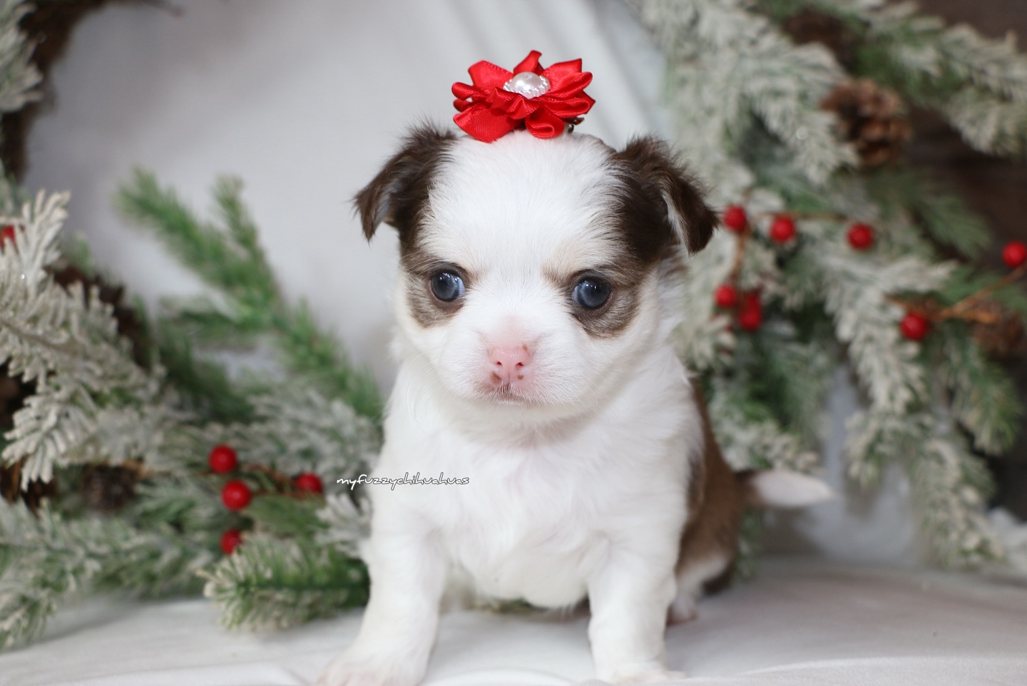 Merry Christmas chihuahua fam 🩷🎁 hope you had a good one filled with love and family !