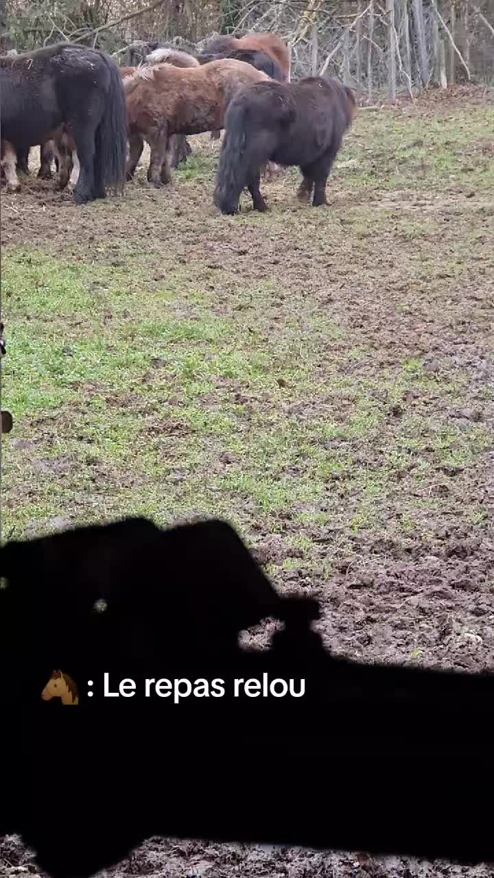 Repas des poneys et bêtises 🦄🐴
#poney #fermepédagogique #ain #bourgogne