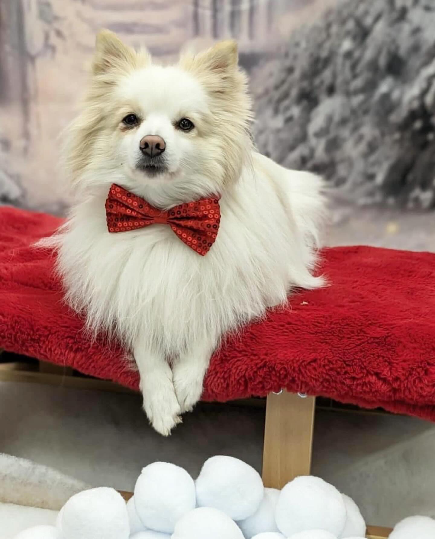 The merriest of Christmases to all you gorgeous lot!
🎄
Thank you for your love and support this year, and I shall be chomping at the bit to tattoo y’all in a couple of weeks!
🎅🏼
Festive feels!! 🫶🏻
.
.
.
#christmas #haveagreatchristmas #friends #family #love #festive #pomeranian
#tattoo #tattoos #stowmarket #ink #inked #getinked #girlswhotattoo #tattooist #art #femaletattooist #gettattooed #prettyinink #Suffolk #girlswithtattoos #tatts #lgbtsafespace #dowhatyoulove #follow #femalerun #safespace #tattoosarecoolandyouknowit