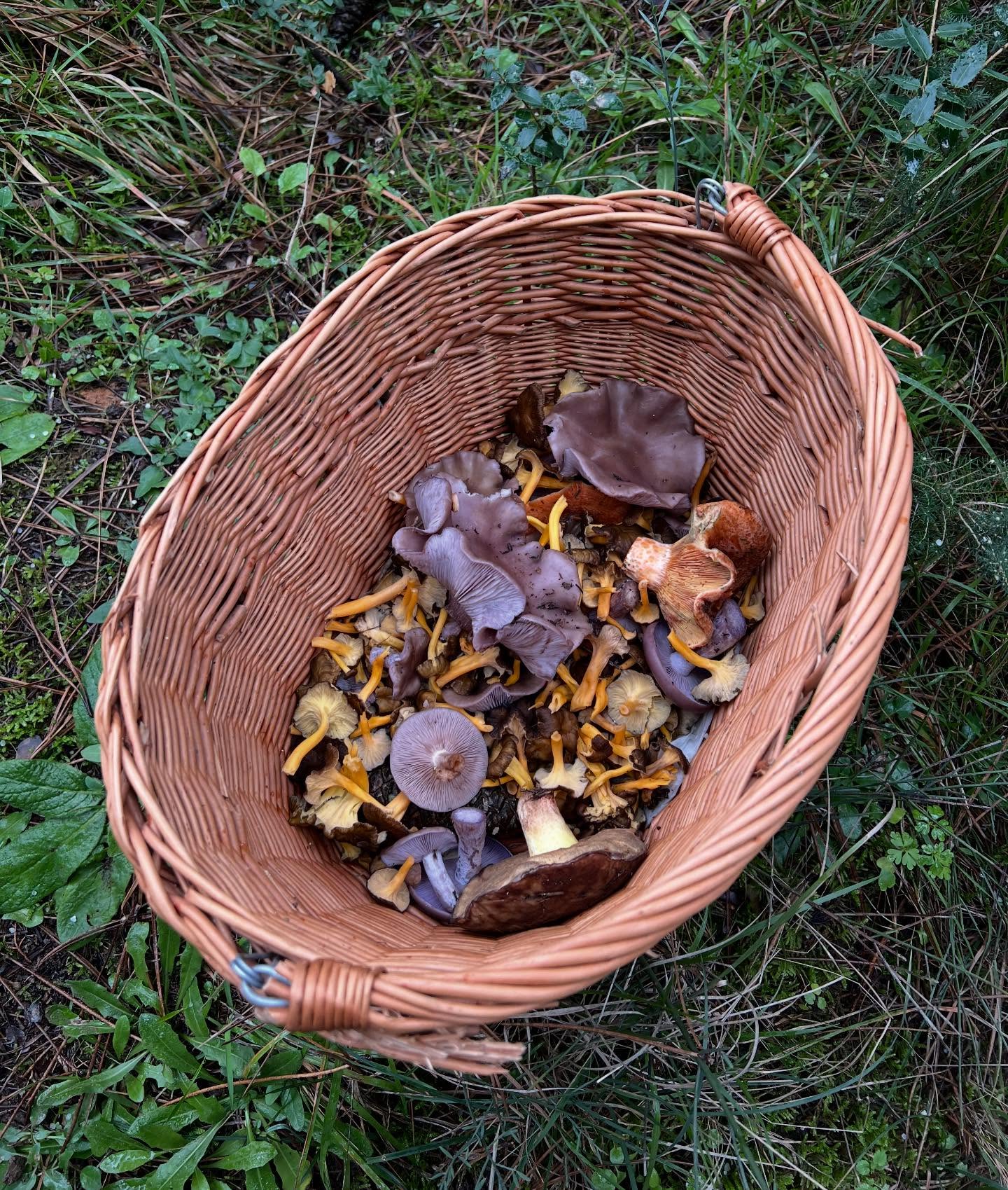 Mevsimin güzelleri…
.
.
.
#kanlica #morcincile #civcivmantarı