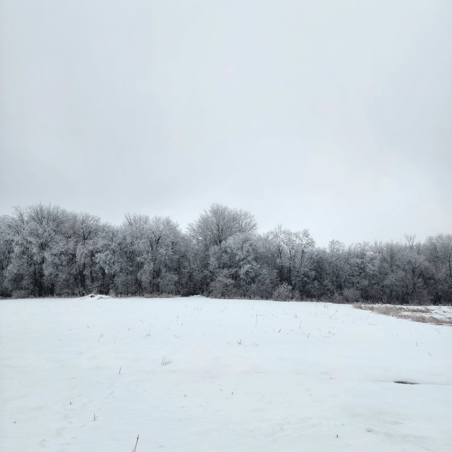 The Ice Queen came to visit us a couple of days ago, and our whole world has been enveloped in ice since then. Every twig, every pebble, every leaf is covered entirely by a glassy film.
This world is pure magic.