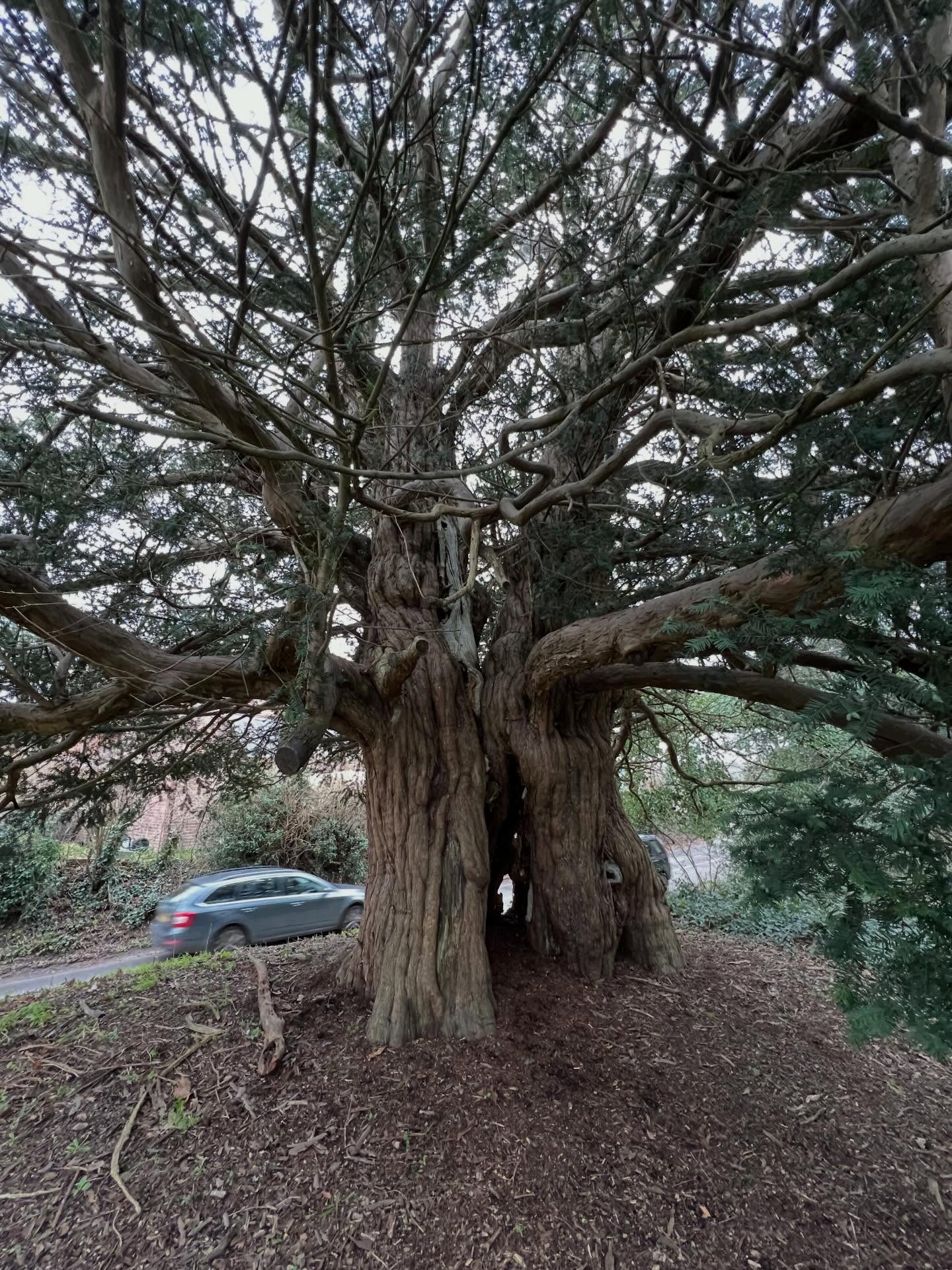 #treetime #ancientyews #lateforasolsticepilgrimage #training #arborist
