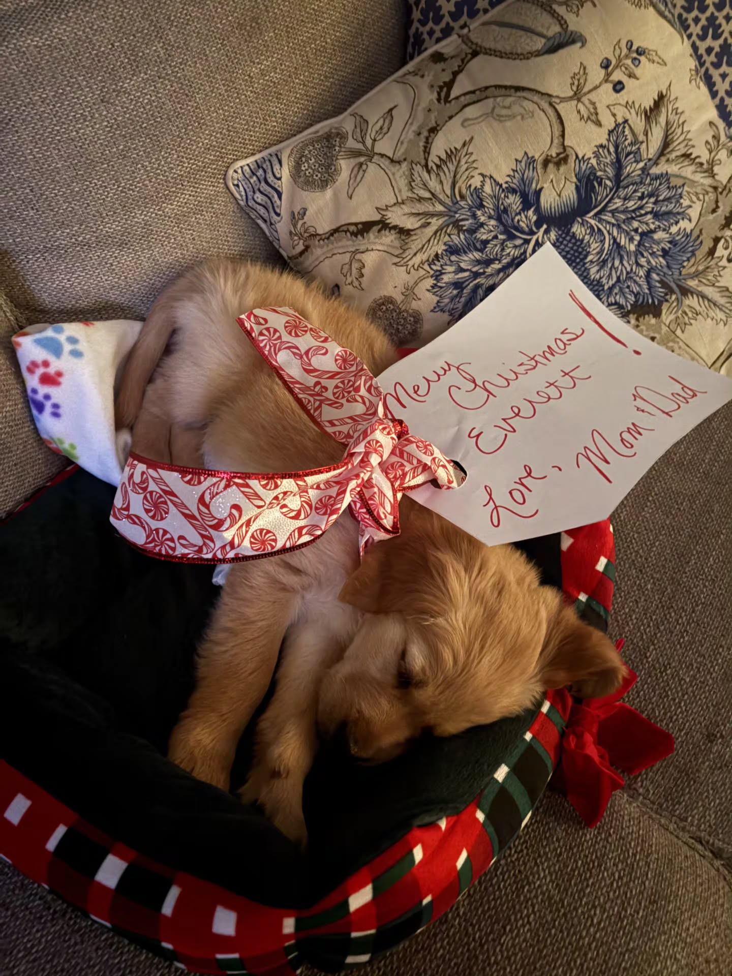The bestest Christmas surprise ever 😍 Her name is Bella, this is Luna's white collar girl 🥰 Thank you so much sharing your pictures ❤️❤️❤️