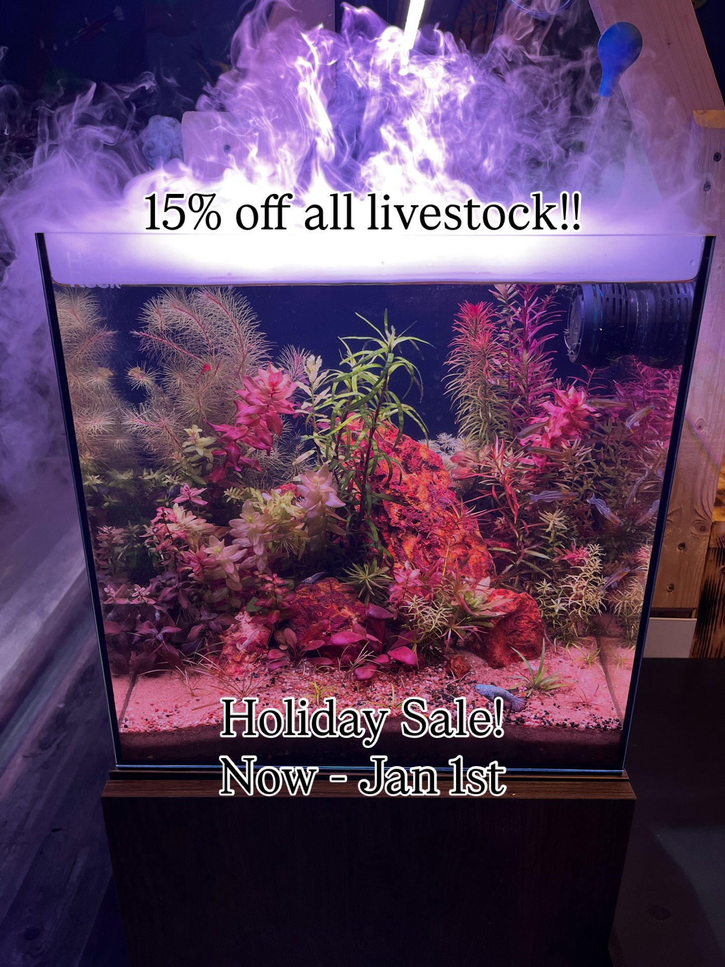Happy Holidays from Under The Sea! 🎄🐠
We’re celebrating the New Year with 15% off all livestock today!
Stop by and check out some amazing fish, corals, and inverts.
⏰ Open today from 11–6
.
.
.
.
Under The Sea
📍 3816 Sardis Church Rd, Monroe, NC 28110
📞 (980) 328-0000
🕒 Tuesday–Saturday: 11AM – 6PM
Sunday: 12PM – 5PM
Closed Monday
#fishtank #plantedtank #reeftank #charlottenc #fish