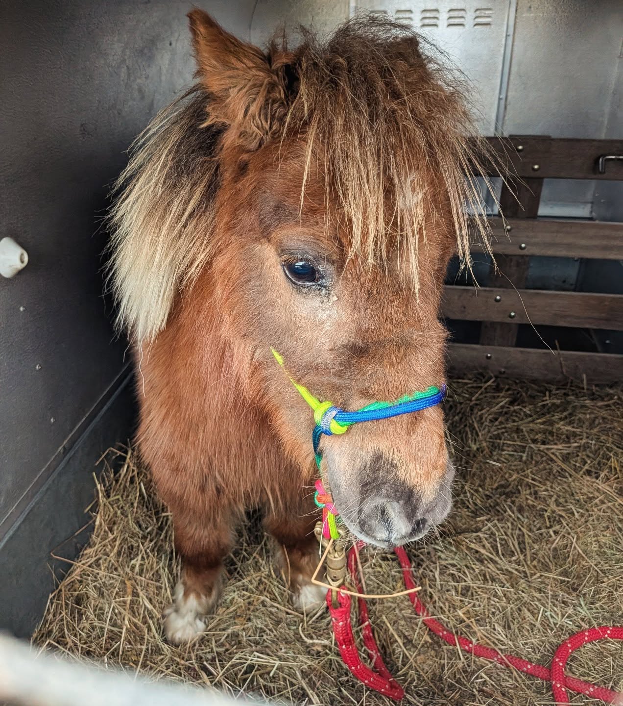 Someone's Christmas present needed to be taken from the garden to the yard today.
#shetland #pony #transport #christmas