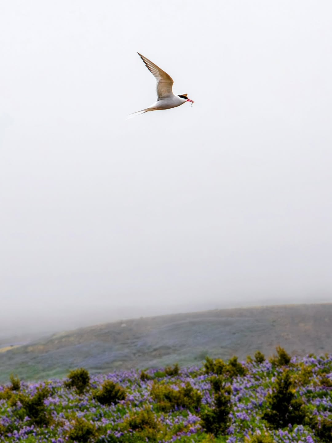 K R í A
One of my favourite bird species and very entertaining to watch. Just don't go too near during nesting season 😆
.
.
.
#canonphotography #iceland #naturephotography #travelphotography ##travelgram