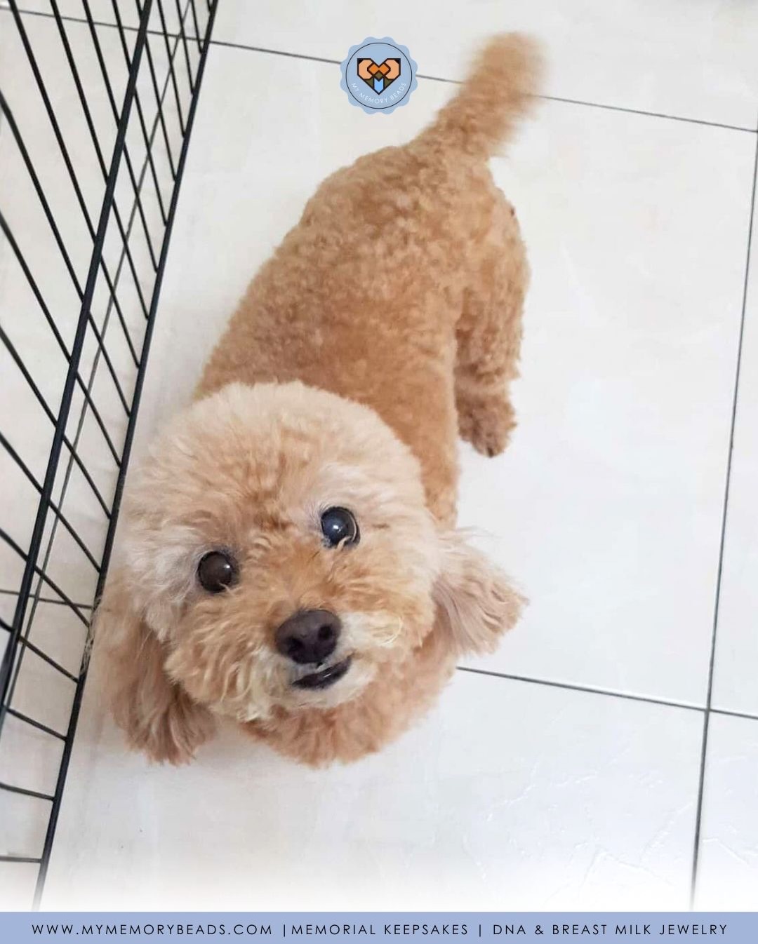 Each keepsake we produce carries the love and memories of your cherished ones, and knowing that we’ve been able to help in any small way inspires us to keep going.
Thank you Joycelyn for trusting us with Mouse’s keepsake. It was our honour ❤️
Clients like you fuel us to continue doing what we do❤️
🎐
These keepsakes honor your loved one’s memories in a way that reflects the life they lived and the joy they brought to yours.
Keepsakes made with Italian Glass & Jewellery Resin.
Cremation Ashes | Breast Milk | IVF Straws | Umbilical Cords | Fur | Hair | Soil | Flowers | Blood & So Much More 🪴
©️ Copyright My Memory Beads. All Rights Reserved.
#MemorialKeepsakesMalaysia #petashesjewellerymy #petashesjewelrymalaysia #memorialkeepsakesMY #keepsakesmy petashesjewelrysingapore petashespendantsg petashespendantmalaysia
KeepsakesMalaysia MemorialKeepsakesSingapore memorialkeepsakesSG keepsakessg
Keepsakessingapore petfurjewellerymalaysia petfurjewelrysingapore cremationjewellerymalaysia cremationjewelrysingapore singaporepetfestival2025 rememberinglovedonesmalaysia