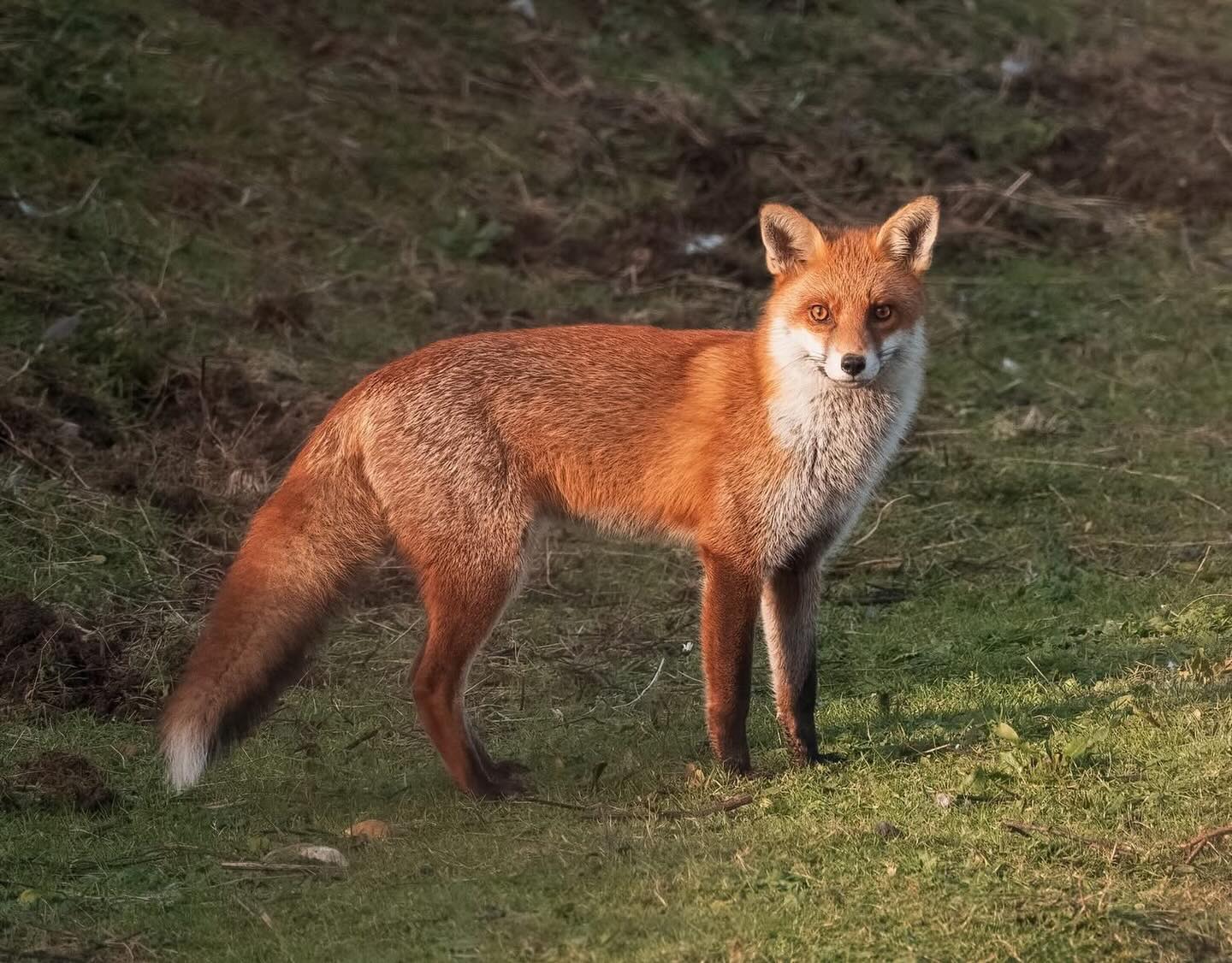 Proud that my picture of a fox at @tophilllow won in the Best Animal category of the Annual Photography Competition. #wildlifephotography #naturephotography #wildlife #yorkshire #fox
