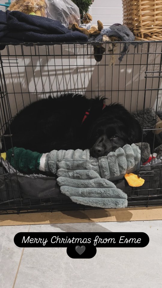 Esme had a very successful Christmas.
Thank you to all my clients, friends, and family, who thought of her!