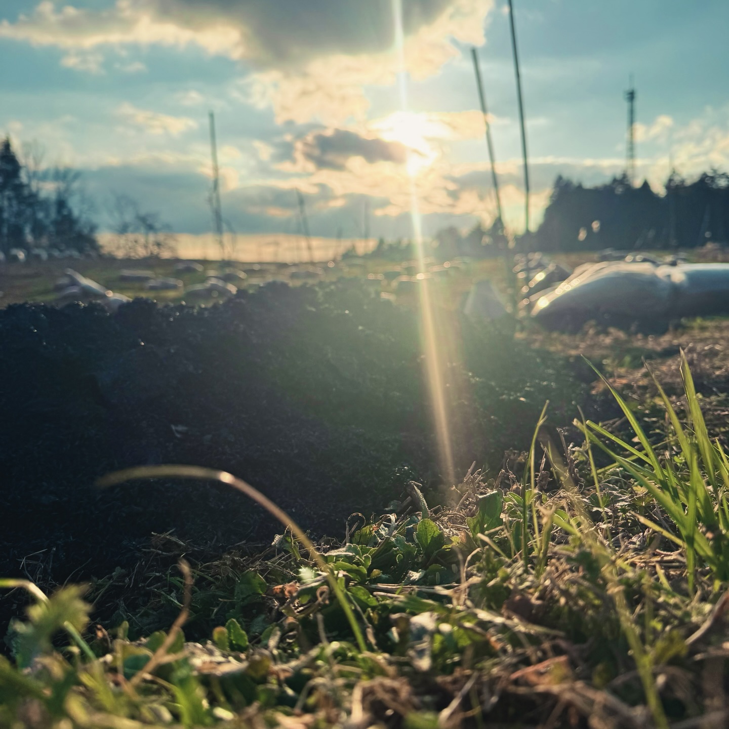 7トン近くの籾殻(もみがら)をもらってきて、毎日少しずつ燻炭(くんたん)にしている。籾殻くんたんは、微生物の住処になって、過剰投入でアルカリに傾く以外はデメリットもほとんどなく、土壌改良にはもってこいだけど、手間がかかるし量が作れないから難しいかなぁ、と思っていたけど、やってみたら意外とやれそうである!
半分の区画はカルスや米ぬかとすき混んで土中堆肥化を試みたいと思っているけど、カルスも高額なのでできるかどうか、、こちらは根が行く前の列間の土壌で低温堆肥化できるから、籾殻の成分が無駄になることなく土に還っていくので、燻炭とはずいぶん結果が変わってくると思う。
毎日こつこつ、少しずつできることをやっていけたら、いいなぁ。
【莉蕾|ReLive vine】
岡山県高梁市でぶどう農家をしている @itsuki_ll が、ワインの風景を歩んでいく日々を記録。現在樹齢と研修二年目。蕾から美しい花実が生まれるように、いつの日か、この日々が、ワインやその先の風景に繋がっていくようにという祈りを込めて「莉蕾(りらい)」と名付けた。
ReLive vine with @itsuki_ll documents the daily life of a grape farmer in Takahashi City, Okayama, Japan, as they walk alongside wine. Currently in the 2nd year of both vine age and training, the hope is to one day create grapes and wines that evoke the memory of the landscape. With a prayer that this will eventually lead to an unrecognizable landscape, the endeavor was named "ReLive vine".
#ワイン #農家 #醸造 #ぶどう #農業 自然 秋田犬 甲斐犬 岡山 日本の風景 Wine Winemaking Grapes Farming Nature Akita KaiKen JapaneseLandscape Vin Vinification Raisin Agriculture ChienAkita ChienKai