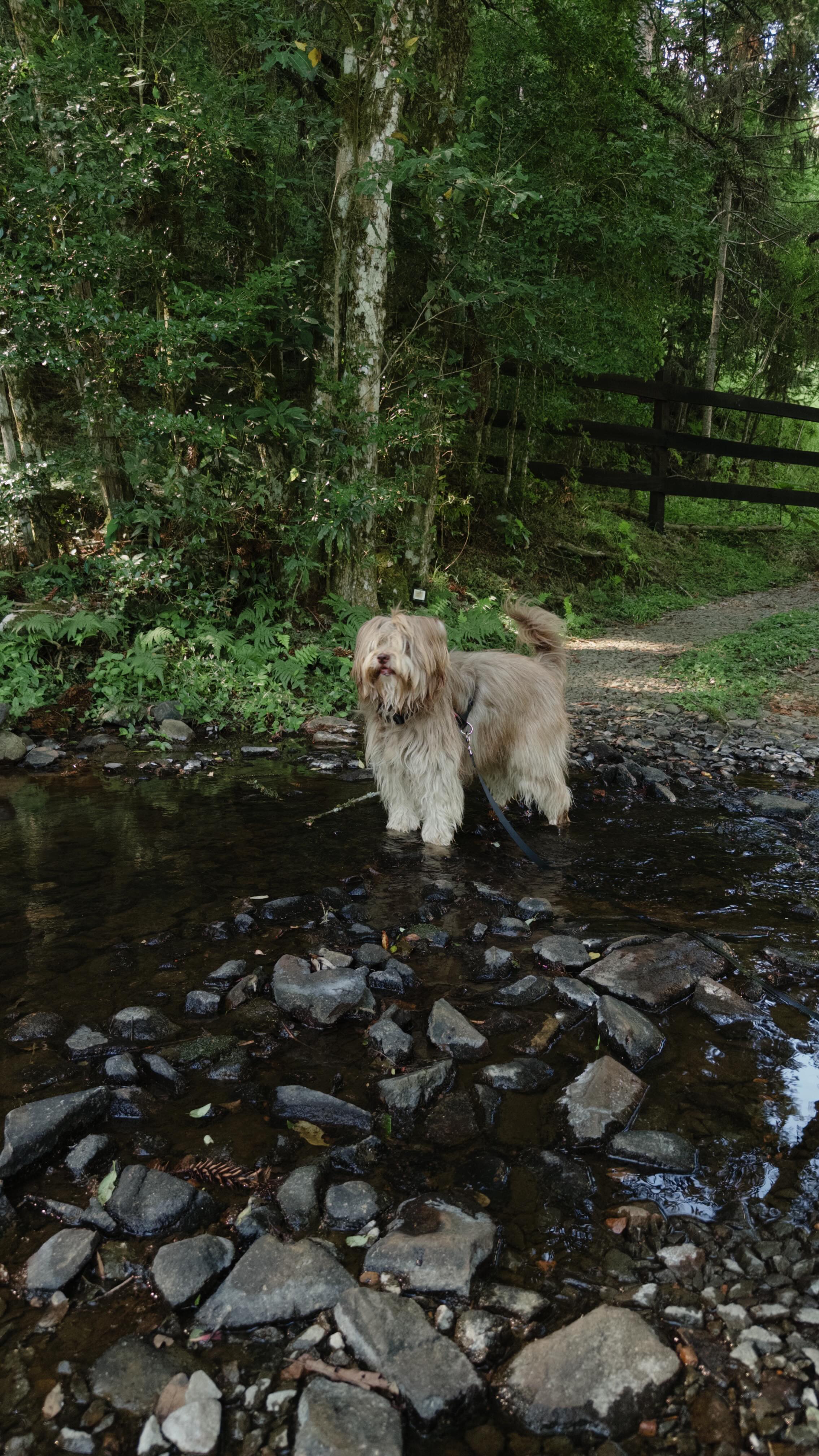 Como eu explico pro Alan que só o @brodiethatdood consegue ir pra Europa?