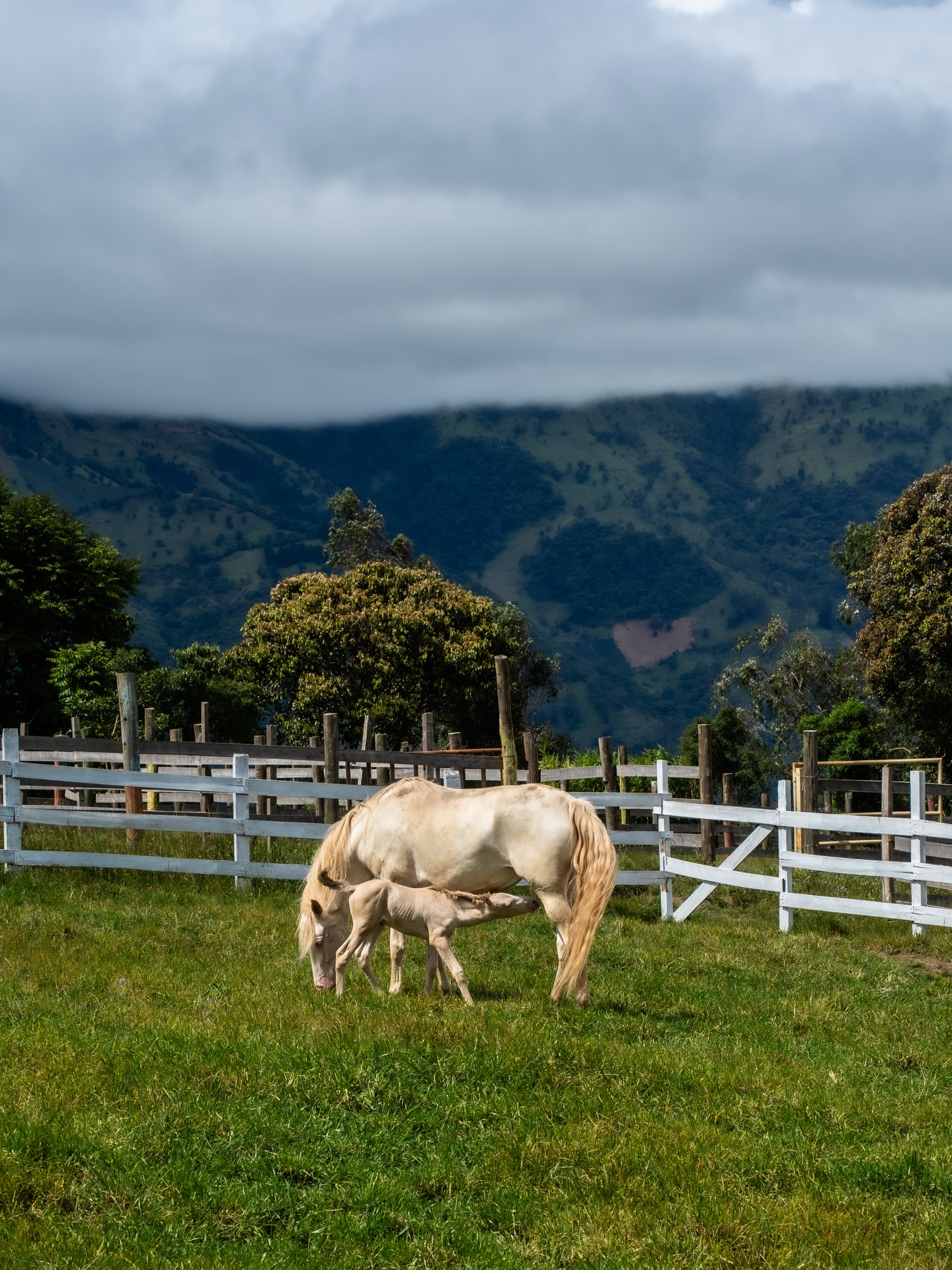 I borrowed ten seconds from the wild and gave them back as still frames.
This is what an @animalpark_ec in Baños, Ecuador 🇪🇨 looked like when no one was watching. Here’s my top 10 stills.
Swipe carefully, these moments don’t exist anymore.
#Top10 #WildlifeMoments #AnimalPark #WildlifePhotography #NatureCaptured