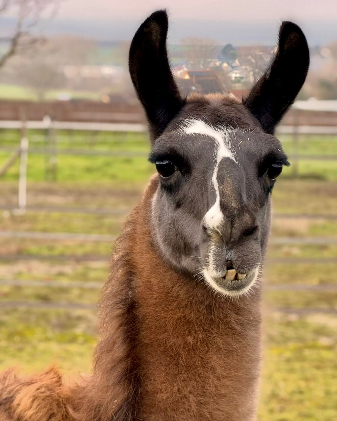 🤎
Hallo, ihr Lieben!
Heute stelle ich mich mal vor!
🤗
Meine Name ist „Karl“!
Ich bin ein souveräner Wallach mit einer großen Portion Intelligenz und angemessenem Temperament! Ich gebe mich nicht mit Kinderkram ab und mache meine Sache echt gut!
Geboren bin ich am 31.08.2017.🥳
Gelegentlich übernehme ich hier in der Herde den Posten des Junior-Chefs und ich flirte gerne mit den Eselchen 🥰 Bei denen stehe ich gerne mal ne Weile am Zaun 🫶
Ach ja, und extrem gut sehe ich natürlich auch aus ☺️🤎🫶
Habt ihr Fragen?
Her damit! 🤗
Beste Grüße,
🦙🤎 Karl
#selztallamas #stadeckenelsheim #rheinlandpfalz #rheinhessen
#rheinhessenliebe #mainz #firmenevent
#niederolm #wandern
#wandernmachtglücklich #lamas #wandernmitlamas #alpakas #wandernmitalpakas #esel #wandernmiteseln #outdoor
#draussenzuhause #begegnungshof
#begegnungshofselztallamas
#menschundtier #tieremachenglücklich #achtsamkeit #glücklich #ausflug #teamevent #afterwork #gutscheine