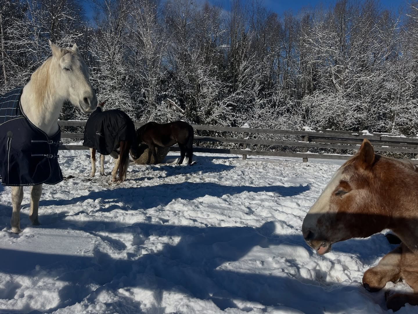Ending the year with gratitude, starting the new with joy 🌿🐎
#NewYearVibes #HorseLife #EquineJoy #FreshStart #HappyHooves