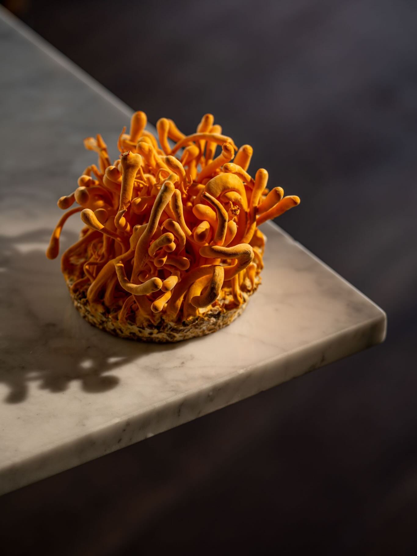 אחרי שטעמתם ואהבתם את מנת הפסטה עם קורדיספס, החלטנו לשלב את הפטריה המופלאה של מיקוספרינג גם בקוקטייל.
קורדיספס מנהטן הוא טוויסט לקלאסיקה: וויסקי בהשריה של פטריות קורדיספס, ורמוט רוסו של ודטה 52 ואנגוסטורה מקומית של ודטה 52.
קוקטייל עמוק, עם אופי ונוכחות - כזה שנשאר גם אחרי הלגימה.