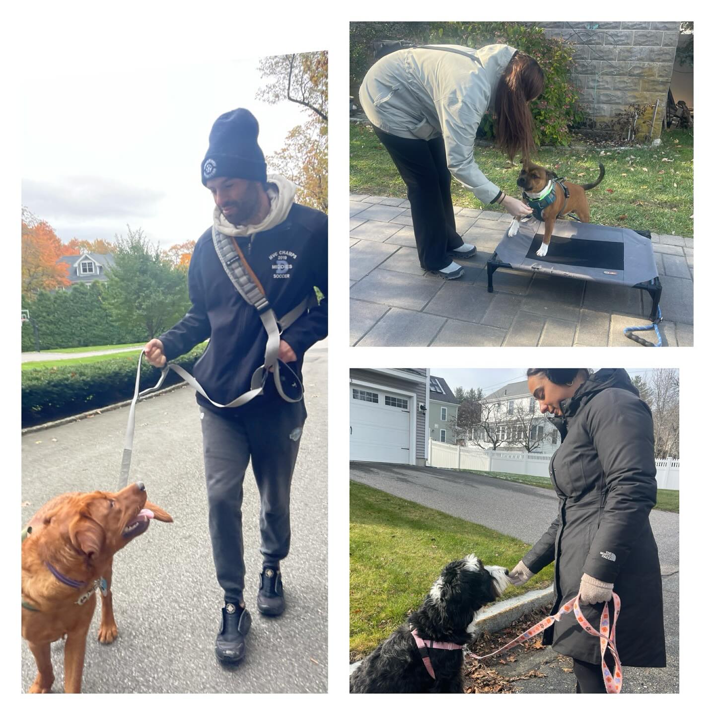 🐾 Building Confident, Well-Mannered Puppies — One Walk at a Time! 🐾
At No Dog Too Small Dog Walking & Pet Sitting, we believe great behavior starts with the right combination of structure, training, and positive social experiences. That’s why we offer thoughtfully designed programs that work together to support your puppy’s development in a safe, fun, and nurturing way 💛
✨ Our Comprehensive Programs Include:
🐕 Walk & Trains
Our Walk/Train sessions combine daily exercise with real-life training. Puppies learn essential skills like loose-leash walking, focus, impulse control, and basic obedience — all while exploring their neighborhood. These sessions are incredibly important because training in real environments helps puppies generalize good behavior where it matters most.
🐾 Small Group Dog Walks
Our small group walks provide structured socialization with carefully matched dogs. Puppies practice polite manners, calm walking, and appropriate greetings, all while building confidence and burning energy.
🎾 Small, Structured Dog Playgroups
Playgroups are intentionally designed and closely supervised to ensure safe, positive interactions. Puppies learn valuable social skills like reading body language, taking breaks, and playing appropriately with others.
🐶 Puppy Mini Training Sessions
These focused mini sessions are perfect for reinforcing foundational skills such as sit, down, recall, handling, and confidence-building exercises during a critical learning stage.
💡 Why Combine All Three?
When puppies participate in Walk/Trains, small group walks, and structured playgroups, they develop:
✔️ Strong basic obedience
✔️ Reliable leash-walking skills
✔️ Healthy, well-managed socialization
✔️ Confidence in new environments
👉 Learn more at www.nodogtoosmall.com
📞 Contact Deborah at (781) 218-9217
📧 Email: info@nodogtoosmall.com
Because no dog is too small to learn big skills 🐕💙#winchesterdogwalking #winchesterdogwalker #winchesterdogdaycare #winchesterfamily #winchesterdog #newburyport#newburyporthappenings Ipswichdogwalking