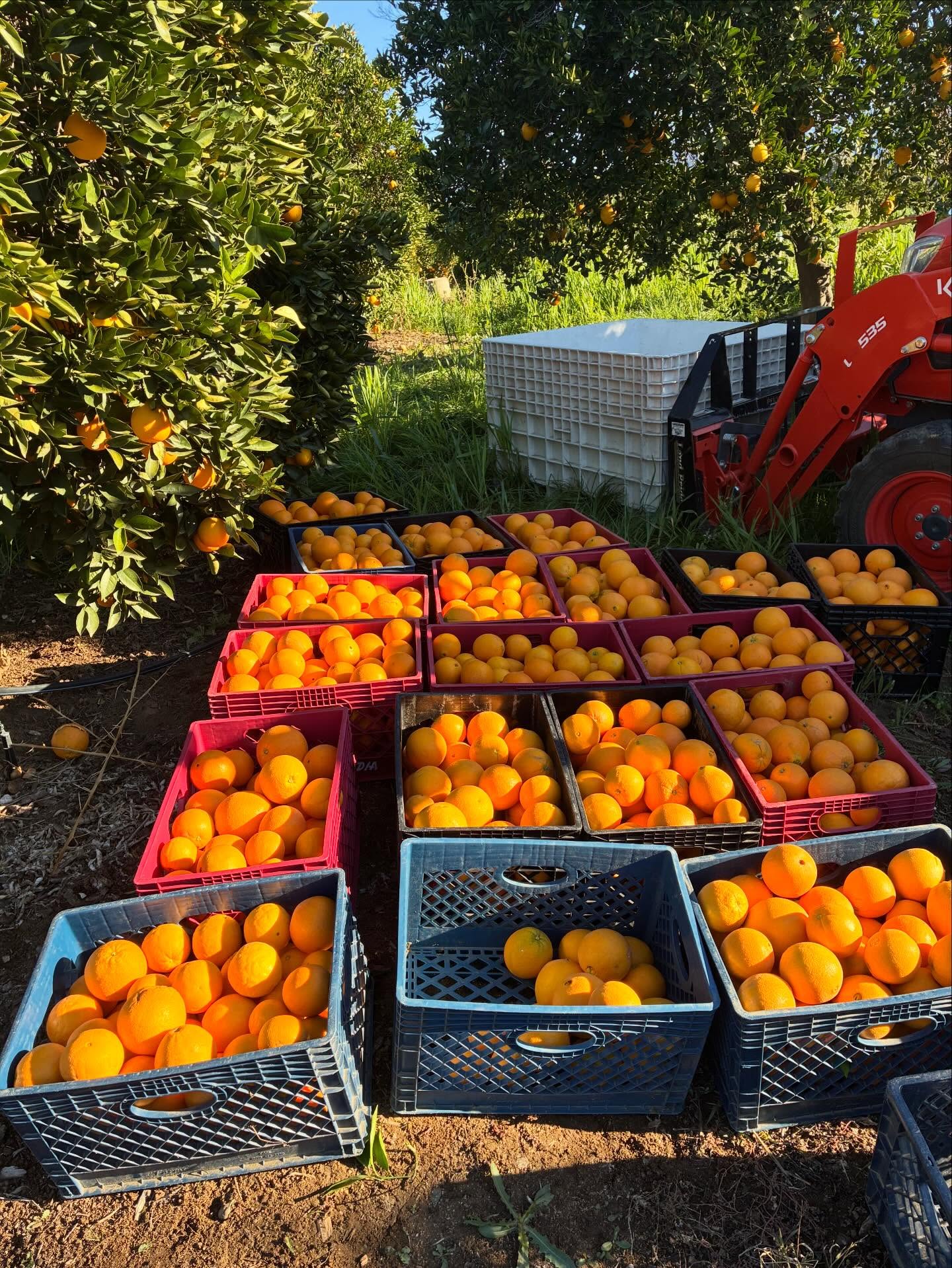 Boxes are packed (well… filled 😉) and ready for pick-up! 🌱🥑🍊
This week’s Paradise Acres CSA box includes:
• Zutano avocados – smooth, light, and fresh
• Pinkerton avocados – a longer-shaped variety with a rich, nutty flavor (these are your save-for-later avocados—they’ll take the longest to ripen)
• Navel oranges – noticeably sweeter after a few cooler nights in the grove
A quick reminder to bring back your CSA box from the first pickup or bring your own bag or box. Reusing helps us reduce waste and keep things more sustainable 💚
We can’t wait to see you at pick-up and hear what you’re cooking this week!