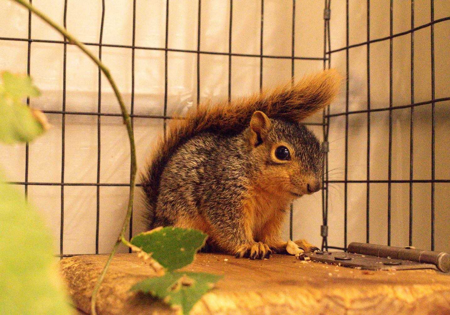 I love waking up at dawn and driving solo into the woods to photograph animals, but this year, I’ve also had the joy of partnering with amazing organizations.
I’ve embraced my first full year in Colorado and photographed many individual animals, the ones being rehabilitated @greenwoodwildlife and those living out peaceful lives @luvinarms ✨
As an animal photojournalist and writer, I was also challenged this year on multiple assignments with @sanctuary_doc including documenting animal rescue in the LA fires, a project @wolfhavenint and a collaboration with @weanimals about Sulala Animal Rescue.
I’ve learned a lot by taking risks, listening to feedback, and keeping the animals centered, which is why I keep doing the work.
Thank you for walking this path alongside me.
May 2026 bring more empty tanks, open cages, and change for the animals we love.
#whatifwesawthem