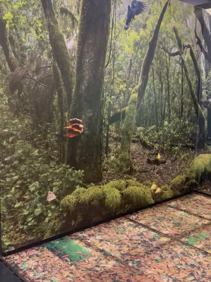 Le Centro de Visitantes Juego de Bolas, situé dans le Parc National de Garajonay propose une variété de sentiers de randonnées.
Le Centre des visiteurs présente la biodiversité de la Gomera. À faire absolument, très intéressant
.
.
.
#au_coeur_du_voyage #lagomera #islascanariasoficial #biodiversité #gomera