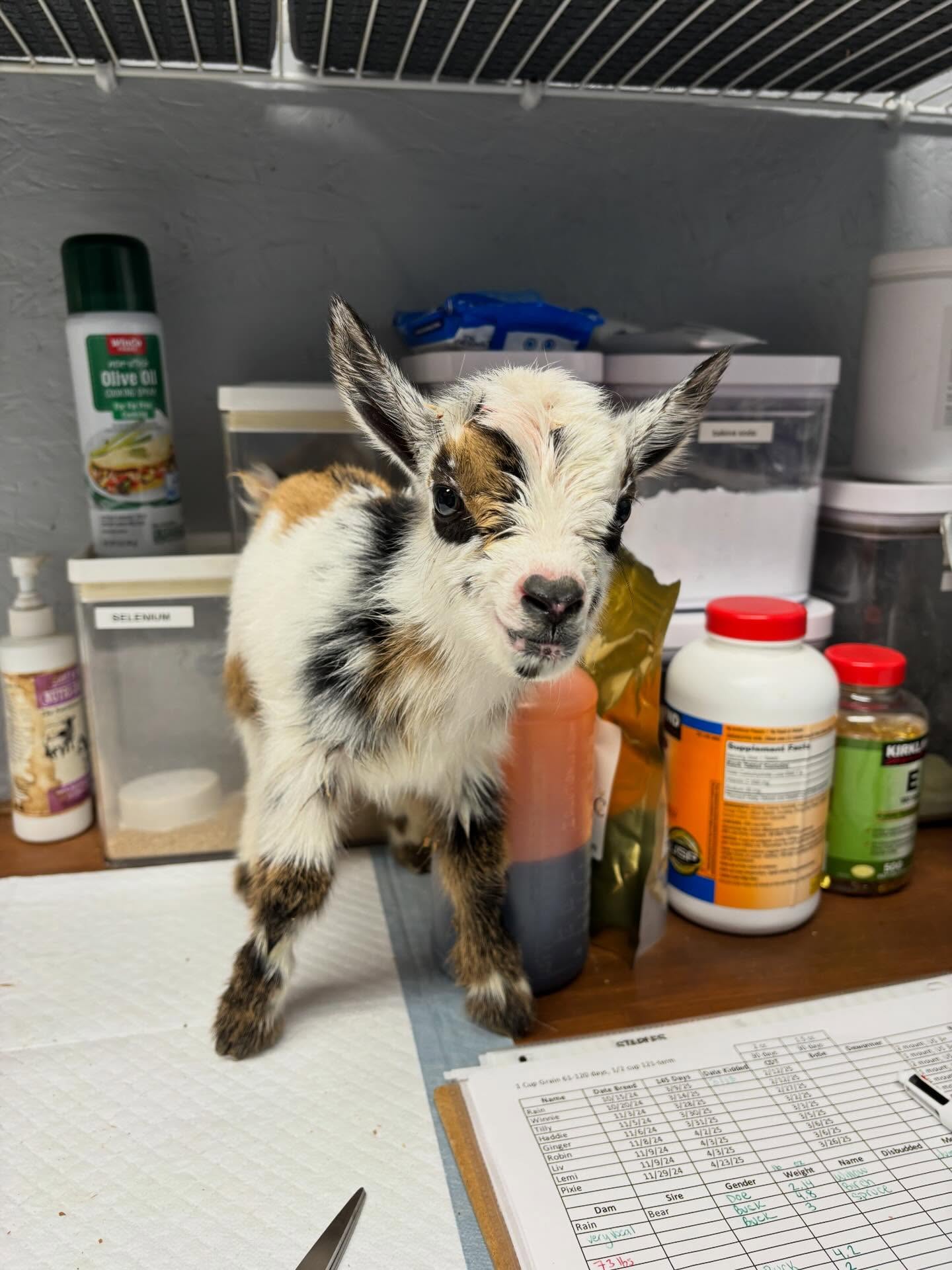 🎉 2025 Recap! 🎉
So many memories made in 2025 with multiple wins and learning points!
We didn’t attend as many shows as others, but those that we did, our girls did phenomenal!
Total Ribbon Count of 2025
🏆GCH - 2
💛RSCH - 1
🎉BOB - 1
💜BIS - 1
🏆Youth GCH - 4
💚Youth RSCH - 3
💜Youth BIS - 3
Huge THANKS to ADGA and the youth programs put on by them! Thank you to all the show committees and their hard work in putting on shows, we are so grateful for the goat community. Thank you to all of our friends who always show us kindness and support, we appreciate you all! Just one more 4H year for Cameron! We are looking forward to the new year and kidding season!
#adga #dairygoats #nigeriandwarfgoats #babygoats #backyardfarming