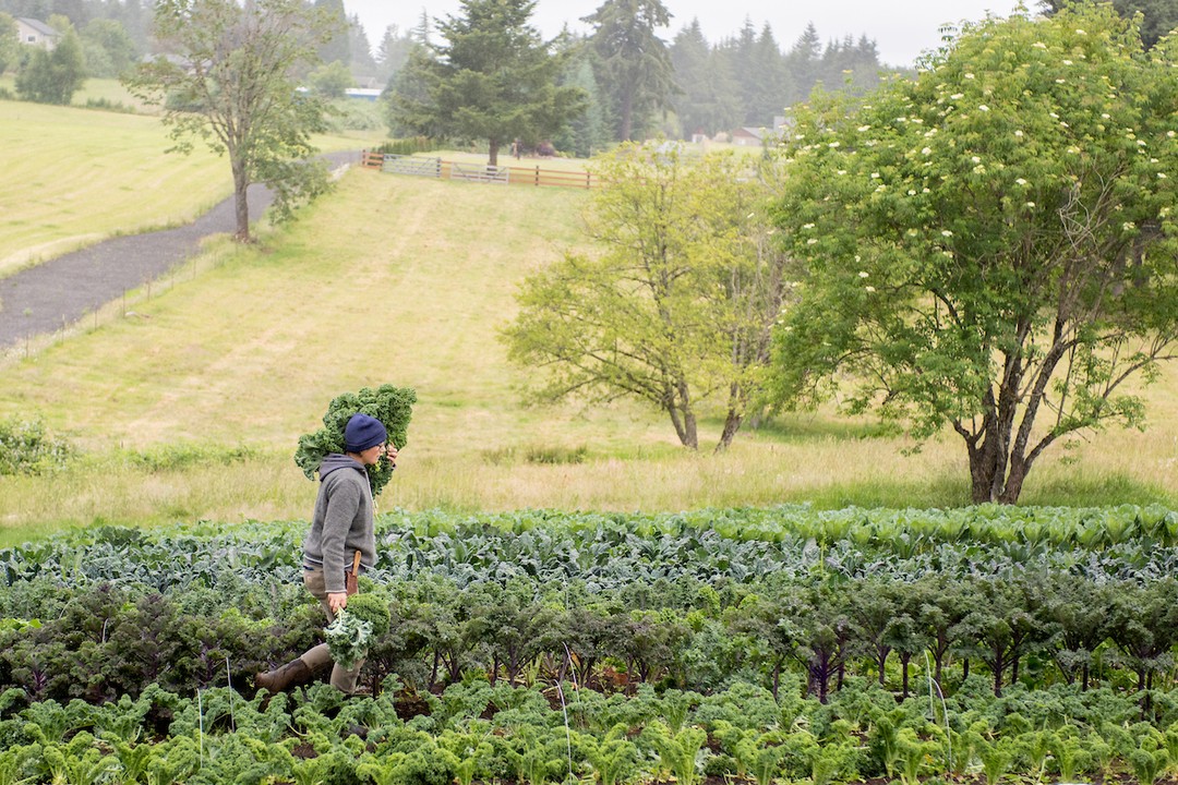 Hey Farmers! PNWCSA is collecting input to inform USDA on market disruptions.
Earlier this month, USDA announced a $12B aid package for U.S. agriculture, with $1B designated for specialty and row crop producers. At this stage, USDA is still developing the criteria and timelines for how these funds will be distributed.
PNWCSA is working to ensure that the real economic impacts experienced by specialty crop farmers are clearly represented in that process, and to do that, we need your help. Please go to the link in our bio and fill out our form.
Let us know if your 2025 farm income was affected by market disruptions such as:
• Elevated input costs
• SNAP disruptions
• Tariffs or foreign competition
• Persistent inflation
• Labor instability, including ICE threats or raids
• Other related market pressures
We are collecting farmer responses through January 7, 2026, and will compile a summary of the impacts to share with USDA, helping to inform their understanding of specialty crop farm conditions. Quantitative information (e.g., year-over-year gross changes, increased costs, or lost sales) is especially helpful, though estimates are welcome.
📸:@shawnlinehan
#SpecialtyCropFarming #FarmPolicy #AgriculturalEconomics #PNWCSA #FarmerInput #FoodSystemResilience