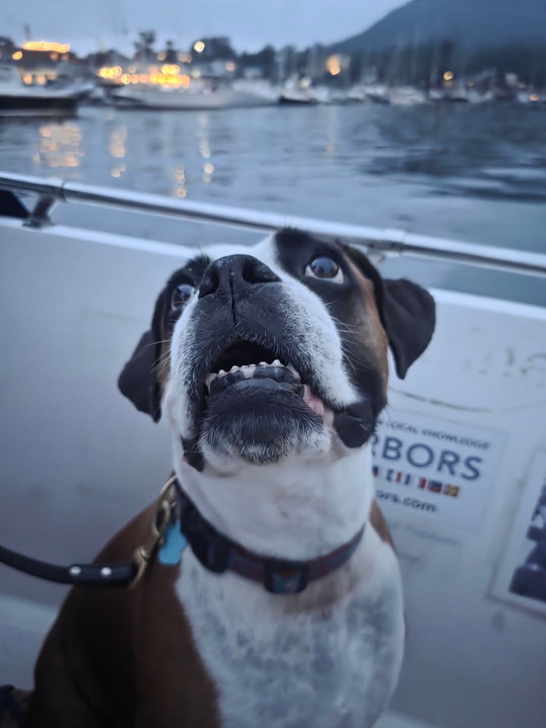Dreaming of wharf dogs and water taxis...