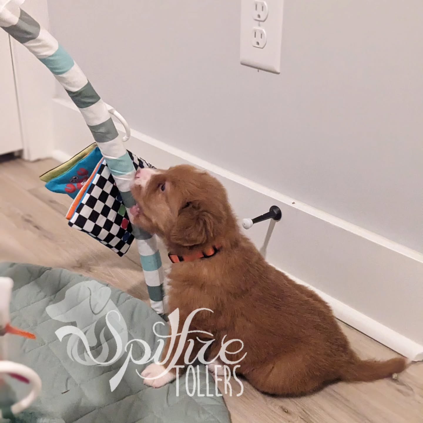 The puppies had several guests visit them this weekend and a lot of firsts. It's so fun getting to watch them explore the world and become curious about it!