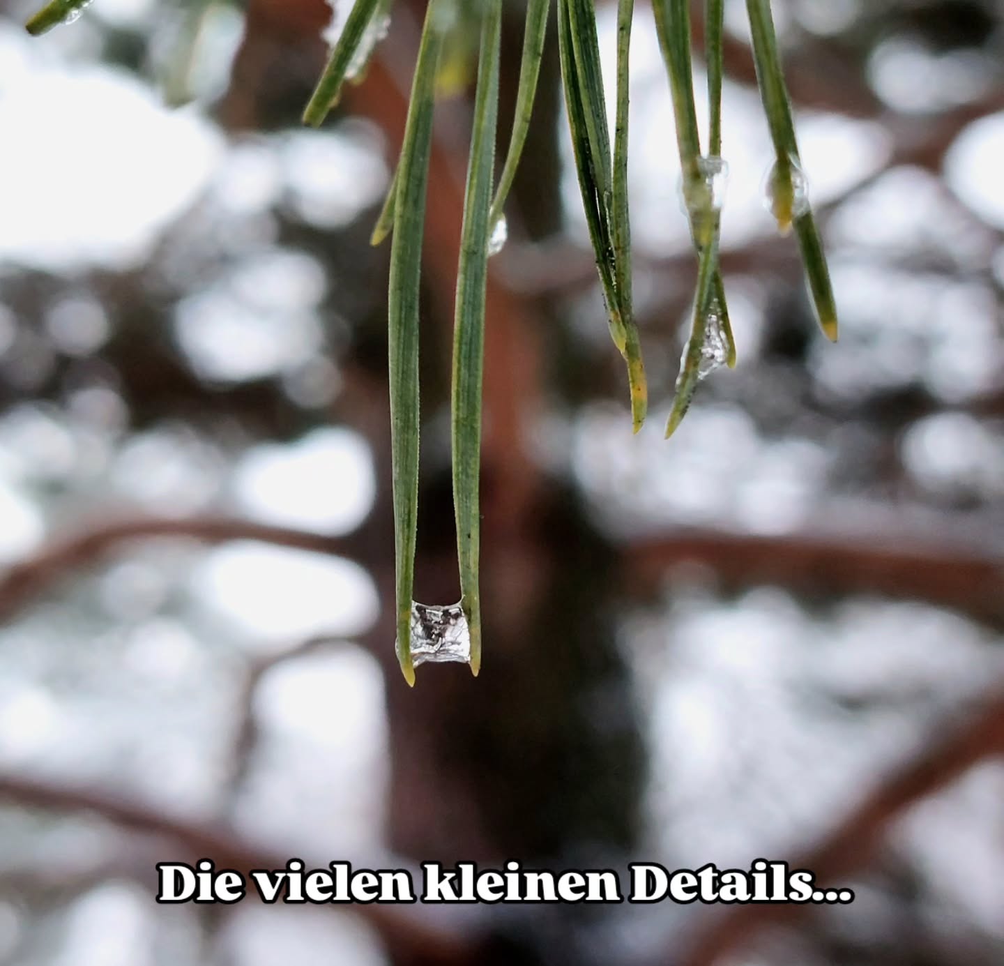 Die kleinen Details an Pflanzen mag ich sehr.
Sie machen alt Bekanntest so facettenreich.
Immer neue Einblicke.
Oder doch das Gleiche... aus einem anderen Blickwinkel....
und doch so spannend.
Im Bild: Eine Rotföhre, Pinus sylvestris. 🌲
Auf den Steinhofgründen nach dem Schnefall am 24.12.25 in Wien.
#verenas_pflanzentanz
#pflanzentanzen
#pflanzendetails #naturbetrachtung #naturmeditation