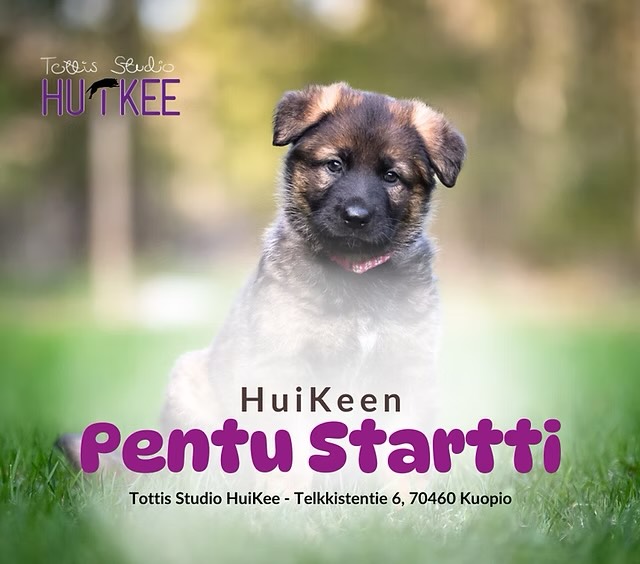 Pienestä pennusta kohti sujuvaa arkea ja tulevia harrastuksia 🤗
HuiKee Pentu Startti kokoaa yhteen neljä eritasoista ja eri kehitysvaiheisiin suunnattua pentukurssia.
Ne muodostavat selkeän, lämpimän ja tavoitteellisen polun pennun ensimmäisiin viikkoihin, arjentaitoihin ja aina harrastuslajeihin tähtääviin perustaitoihin 🐕
Kokonaisuuden ydin on lempeä oppiminen, onnistumiset, taitojen kartuttaminen ja vahvan yhteistyön rakentaminen pennun ja ohjaajan välille 💕
Pentu Starttiin kuuluu kurssit
PentuEskari - Pennun PerusPolku - Pennun JatkoPolku - PentuTottis
Voit käydä pentusi kanssa yksittäisen kurssin tai vaikka koko polun läpi. Tervetuloa oppimaan pentusi kanssa! ❤️
Tutustu pentukursseihin täältä: https://www.tottisstudiohuikee.fi/pentustartti
