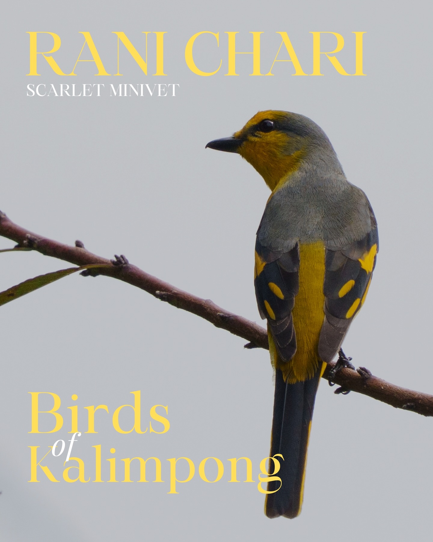 Meet Rani Chari – The Queen Bird of the Hills 👑
Adding to our growing list of Kalimpong’s feathered wonders where every bird carries a story, and every story belongs to the hills. Nestled in the lap of the Eastern Himalayas, where misty ridges melt into dense forests and prayer flags flutter through bamboo groves, this region is a true haven for birdlife. Biodiversity hotspots like Neora Valley National Park make these hills a paradise for birdwatchers and seekers of quiet wonder from around the world.
Scarlet Minivet (Pericrocotus speciosus)
The Scarlet Minivet is a striking forest bird found across the Darjeeling hills and Sikkim, within the Eastern Himalayan region. Locally known as Rani Chari (Queen Bird), the name especially honours the yellow-hued female, regarded as the “Queen,” while the brilliant scarlet-red male is often seen as the “King” together creating one of the most vivid contrasts in the forest canopy.
This species inhabits broad-leaved and mixed forests, forest edges, and areas near tea gardens, typically between 600 and 2,000 metres in elevation. The male displays a dazzling scarlet body with black wings and tail, while the female appears in shades of yellow to orange, accented with darker wings.
Scarlet Minivets are active, social, and vocal birds, usually seen in pairs or small groups as they forage among the treetops. They often join mixed-species feeding flocks, moving swiftly through the upper canopy in search of insects, which they catch mid-air or glean from foliage.
Their sharp, whistling calls frequently echo through mist-laden forests long before the birds are spotted. In the hills of Darjeeling and Sikkim, the vibrant colours and lively presence of the “King” and “Queen” make the Scarlet Minivet one of the most admired and enchanting forest birds of the region.