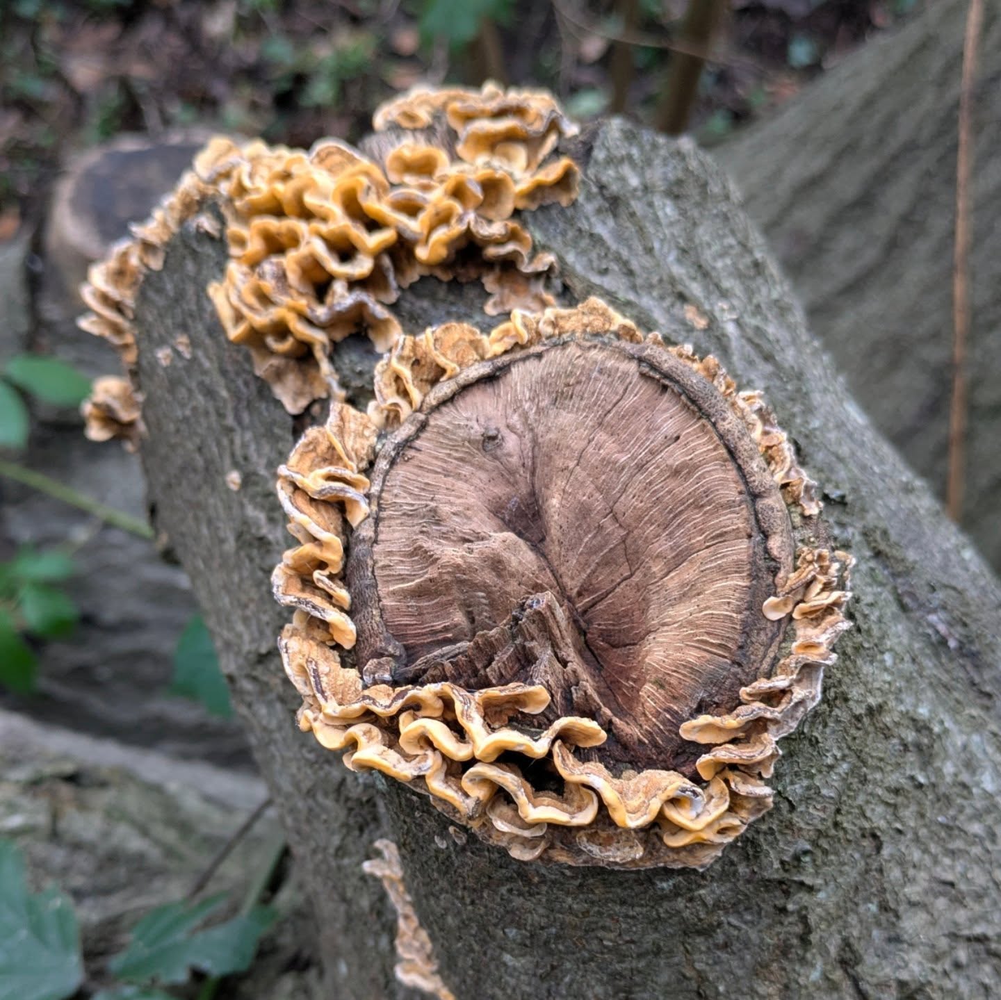 It's that time of year when I'm not sure what day it is but that's ok because I have nothing planned and am just enjoying being lazy. I went for a walk this morning and enjoyed seeing all the fungi and lichen. We even saw a heron feeding in the river and now it's time for more coffee, cake and a movie.