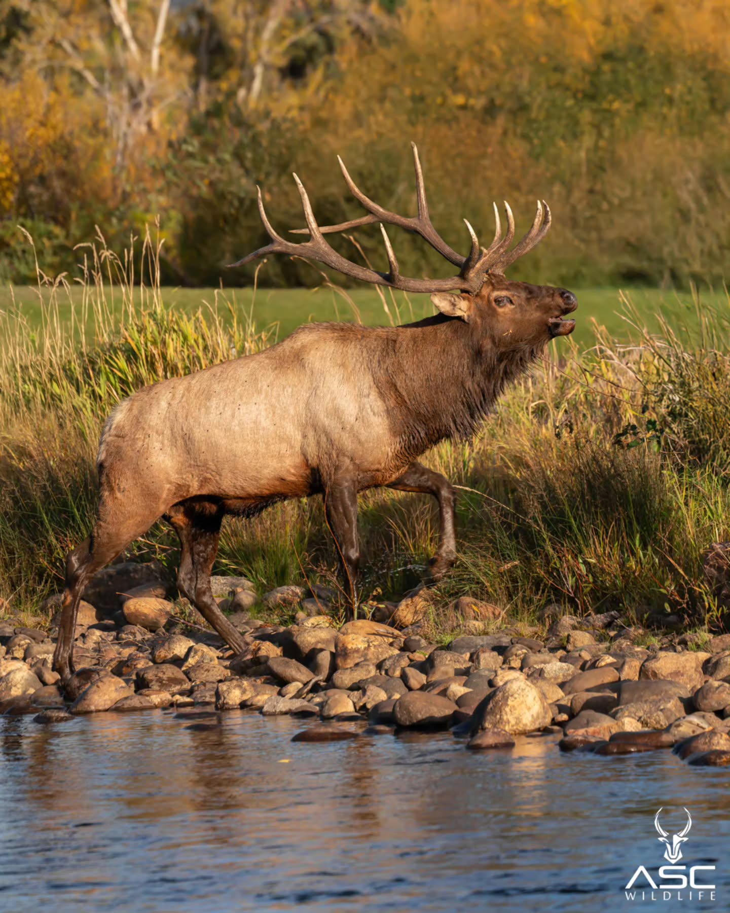 Bull Elk emerging from a stream with a fierce Bugle. Happy Saturday!
Photography by @ascwildlife
.
.
.
#estespark #coloradowildlife #wildlifephotography #bullelk #colorado