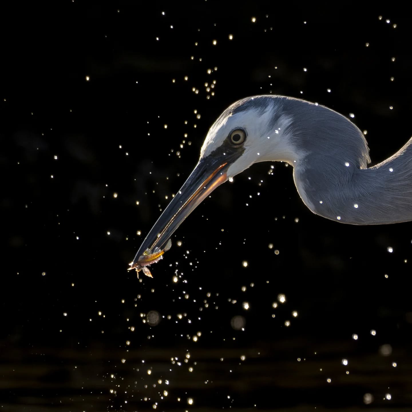 Quick as a flash..
A white faced heron catching a fish with the swiftest of strikes
@aneyefordetails
#bird #birds #birdphotography #birdsofinstagram#animalsofinstagram #wildlifeofinstagram #wildlifephotography #nature #naturephotography #wild_perfection #wildlifeaddicts #nikon #nikonaustralia #planetearth #nationalgeographic #australiangeographic #tourismaustralia