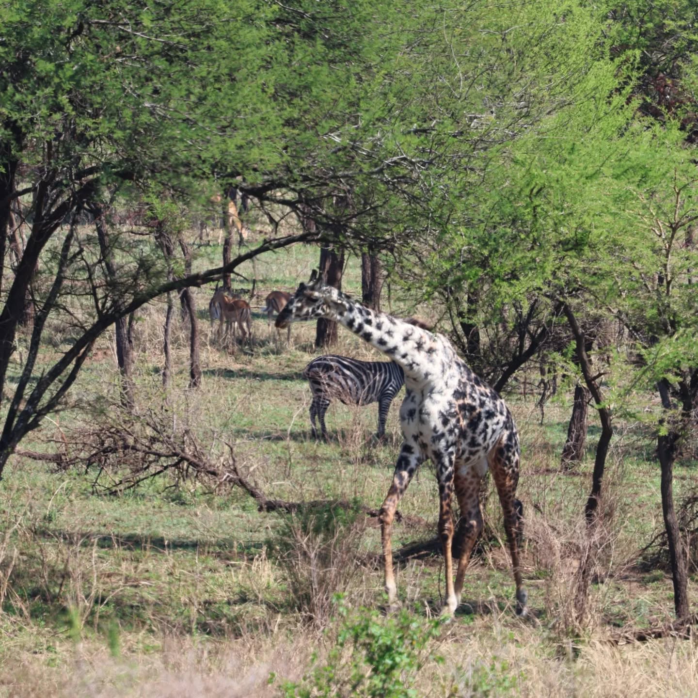 A Once-in-a-Lifetime Safari Moment:
A rare leucistic giraffe spotted in Serengeti.
Unlike full albinism, leucism causes the loss of pigmentation — creating this striking, patchy appearance while still keeping dark eyes.
Nature always has a surprise for those who explore Tanzania.
Ready for your extraordinary sighting?
📩 Plan your 2026 Safari with Gnade Safaris
🌐 www.gnadesafaris.com
📲 WhatsApp: +255 793 832 959
#GnadeSafaris #Serengeti #RareWildlife #LeucisticGiraffe #TanzaniaSafari #WildlifePhotography #VisitTanzania #AdventureAwaits #SafariMoments