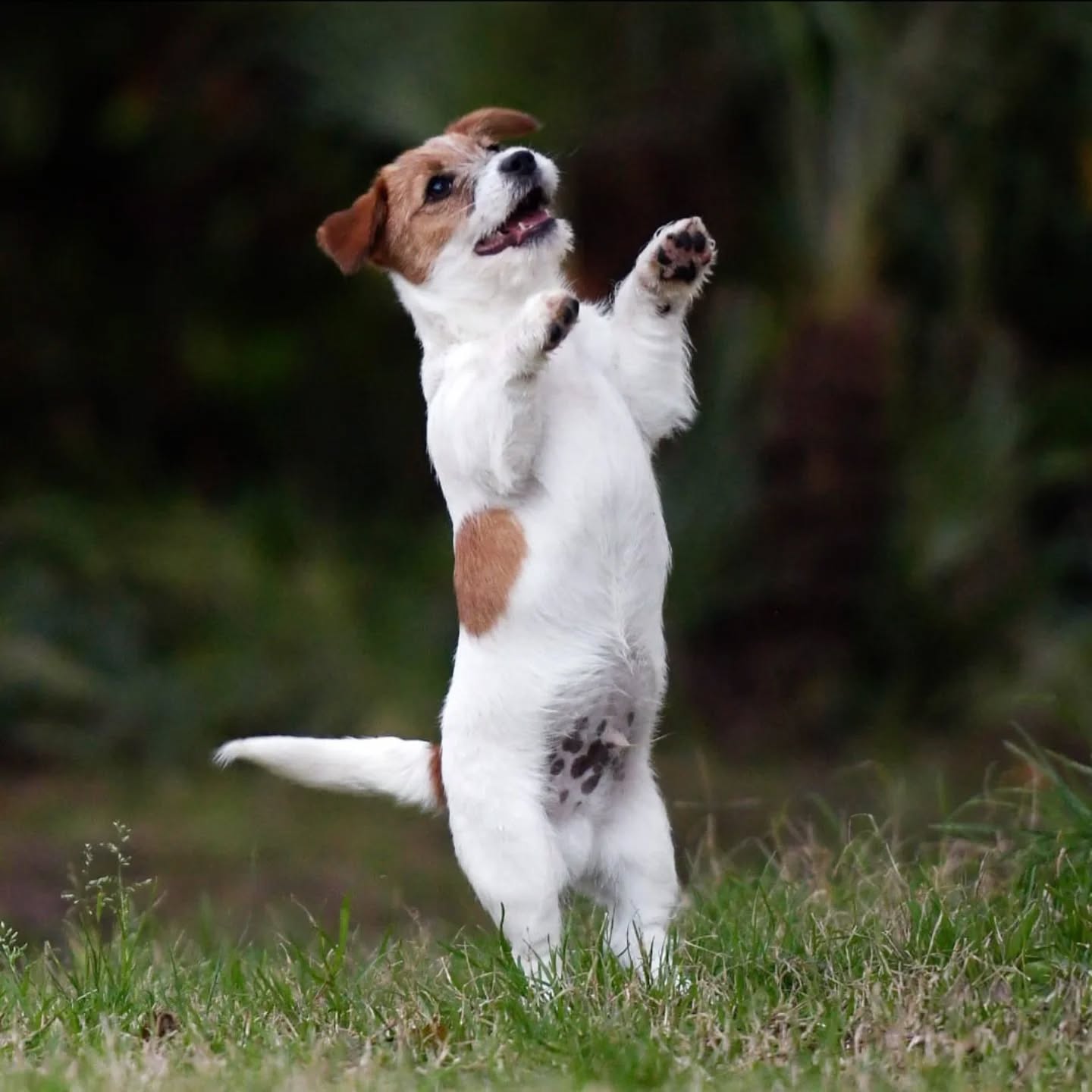 I'm here 🐶💫!
.
.
.
.
#ivynookkennel #jackrussellterrier #jackrussellitalia #jackrusselllife #dogplaytime