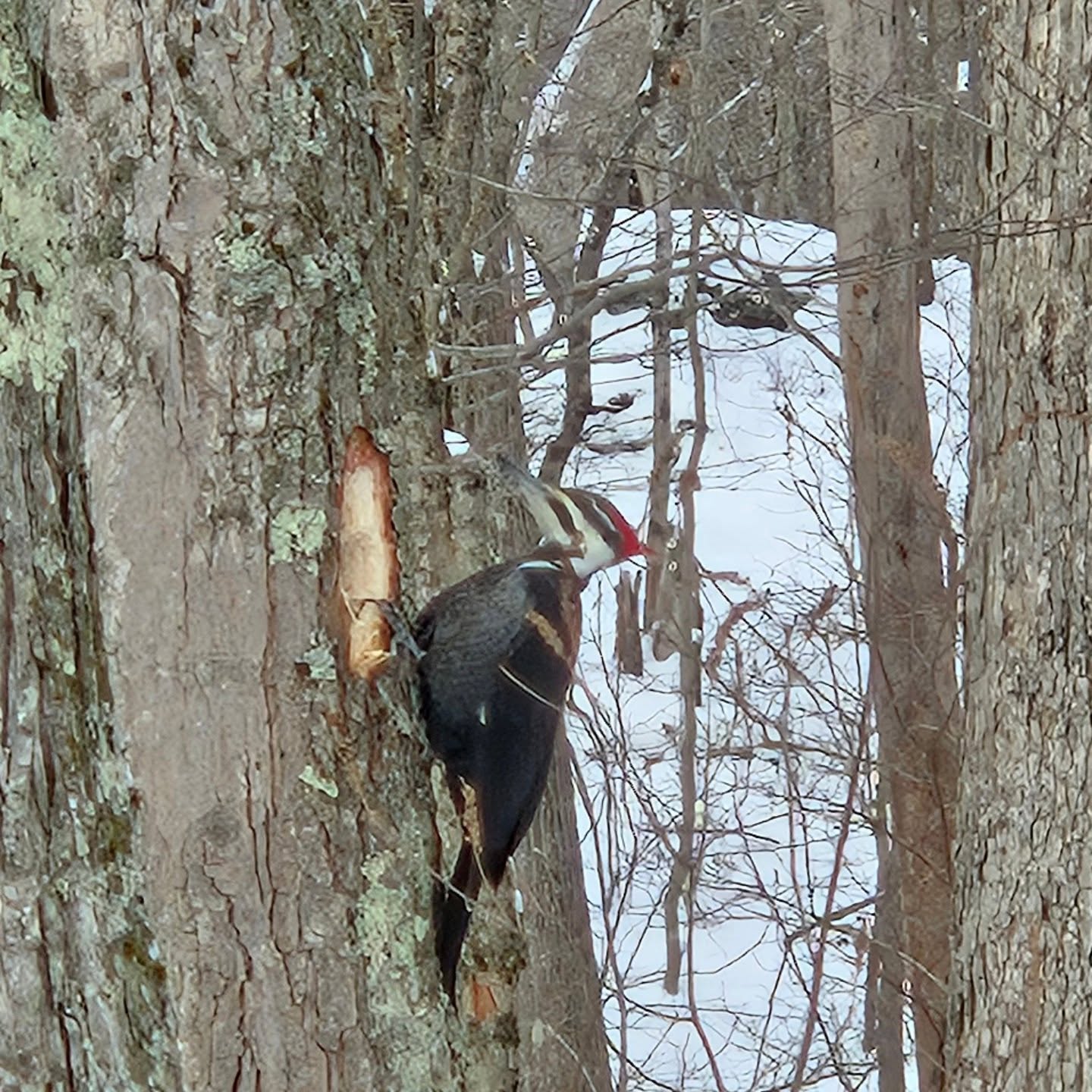 Pileated woodpecker spotted at Miller Farm Preserve. Not bothered in the least by the plowing of the parking lot next to the tree it was feeding on. #easthaddamlandtrust #millerfarmpreserve #pileatedwoodpecker