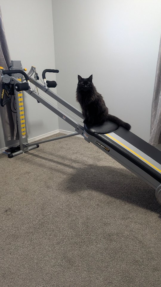Trying to move my body over the holidays, and getting upgraded to a cat ladder mid-set.
Iโve seen worse gym behaviour, tbh ๐
๐น
#joyfulmovement #moveforyourmind #catlady #antidietpersonaltrainer #gymcat
