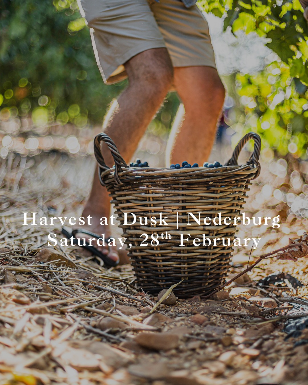 Harvest at Dusk at @nederburgwine is all about getting close to the 2026 vintage. You’ll hop onto a tractor and head into the vineyards to pick your own grapes while the late-summer sun casts its golden light over the vines. Back at the Manor House lawns, there’s the chance to stomp grapes in the oldest of winemaking traditions - sweet, messy, and oddly satisfying.
As the evening settles, the fire-inspired three-course dinner awaits. They’ve got Karoo Lamb Staanrib with Garlic & Rosemary, Coal-Roasted Butternut and other dishes paired with the iconic Nederburg wines. Finally, let the summer air and the stars carry you into the night with music and dancing. It’s an immersive celebration of harvest like no other and we’re so proud to host it along the Paarl Wine Route.
Date: 28th February
Tickets: R1495pp (includes welcome drinks and canapes, harvest experience, 3-course dinner with wine pairing. Cash bar available)
Time: 5pm
#WelcomeToOurHome #SummerAtNederburg #PaarlWineRoute