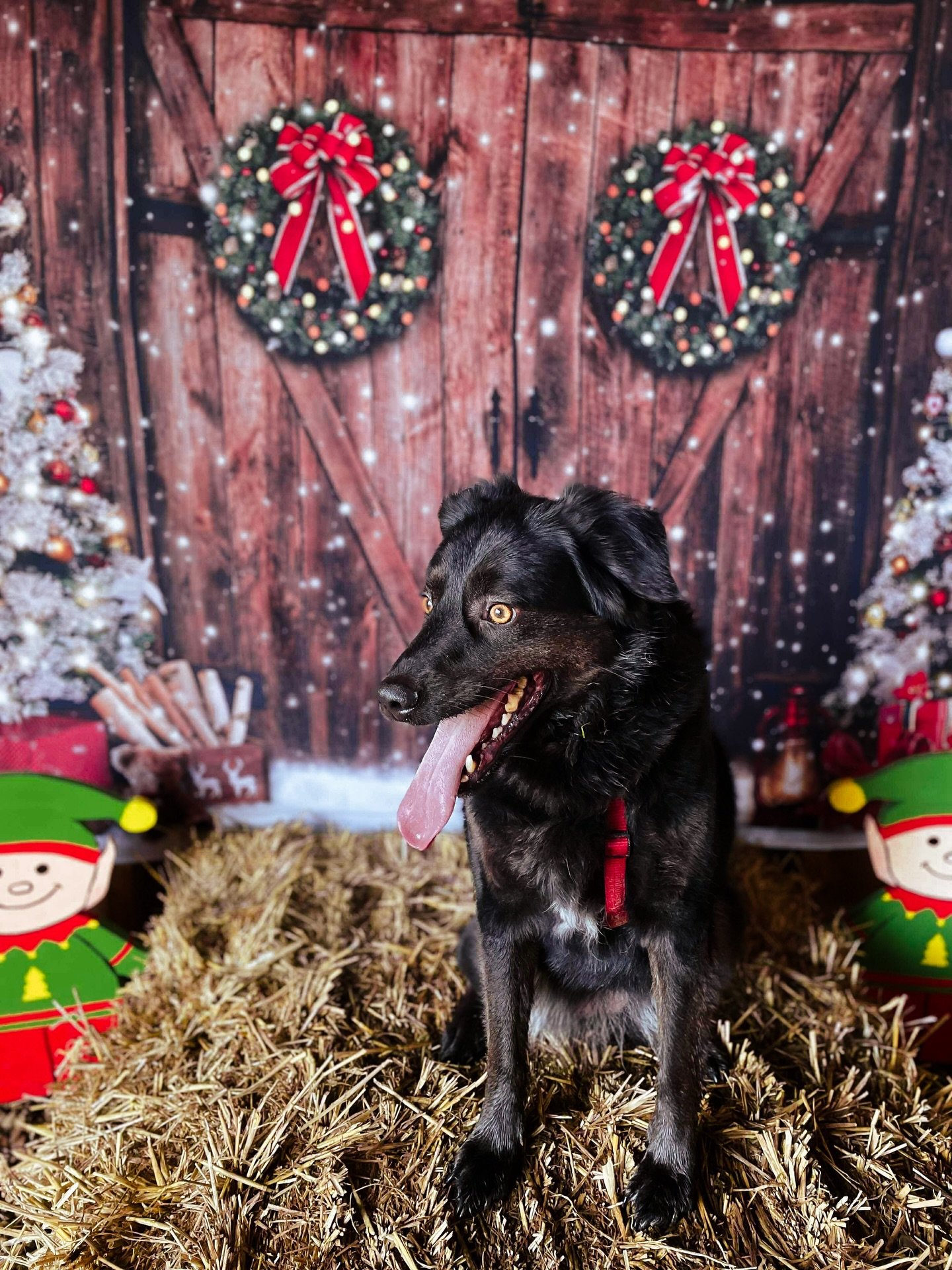 Happy Boxing Day! 🎄
A day for walks and leftovers!
A big thank you for being so kind and considerate of one another with back-to-back bookings over the last 3 days. It really makes all the difference and keeps the fields calm and enjoyable for everyone! 🐾
#SecureDogFields
#SecureDogWalking
#SecureDogWalkingFields
#ChristmasDogs
#ChristmasPhotoBooth