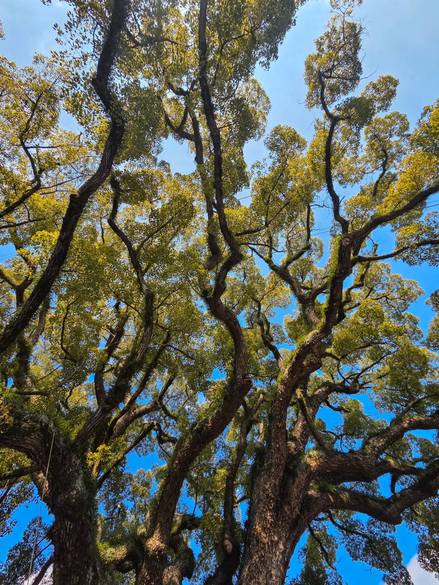 This shrine had a stunning tree of 900 years old!
#japanexplorer #japan #onomichi #hiroshima #HiddenJapan