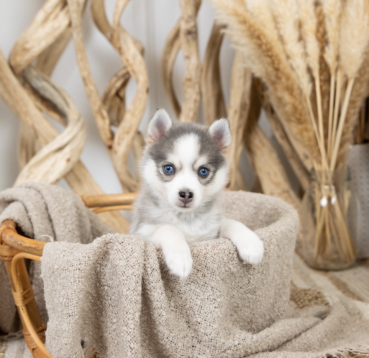 Geruchswelt: Warum „Schnüffeln“ echtes Gehirntraining ist 👃✨
Welpen nehmen die Welt zuerst über den Geruch wahr – die Nase ist neurologisch ein echter „Turbo-Kanal“. Schnüffeln reguliert dabei das Nervensystem und fördert Konzentration, weil das Gehirn Informationen sortiert und abspeichert.
Darum bauen wir früh kleine Schnüffel- und Suchspiele ein (Futter suchen, Leckerli-Spuren, Schnüffelteppich).
Für zu Hause: 5–10 Minuten Nasenarbeit können oft mehr auslasten als 30 Minuten „nur rumlaufen“. Und nebenbei wächst die Ruhe. 💛 #pomsky #pomskyvanessa #pomskysofinstagram #pomskydeutschland #pomskypuppy